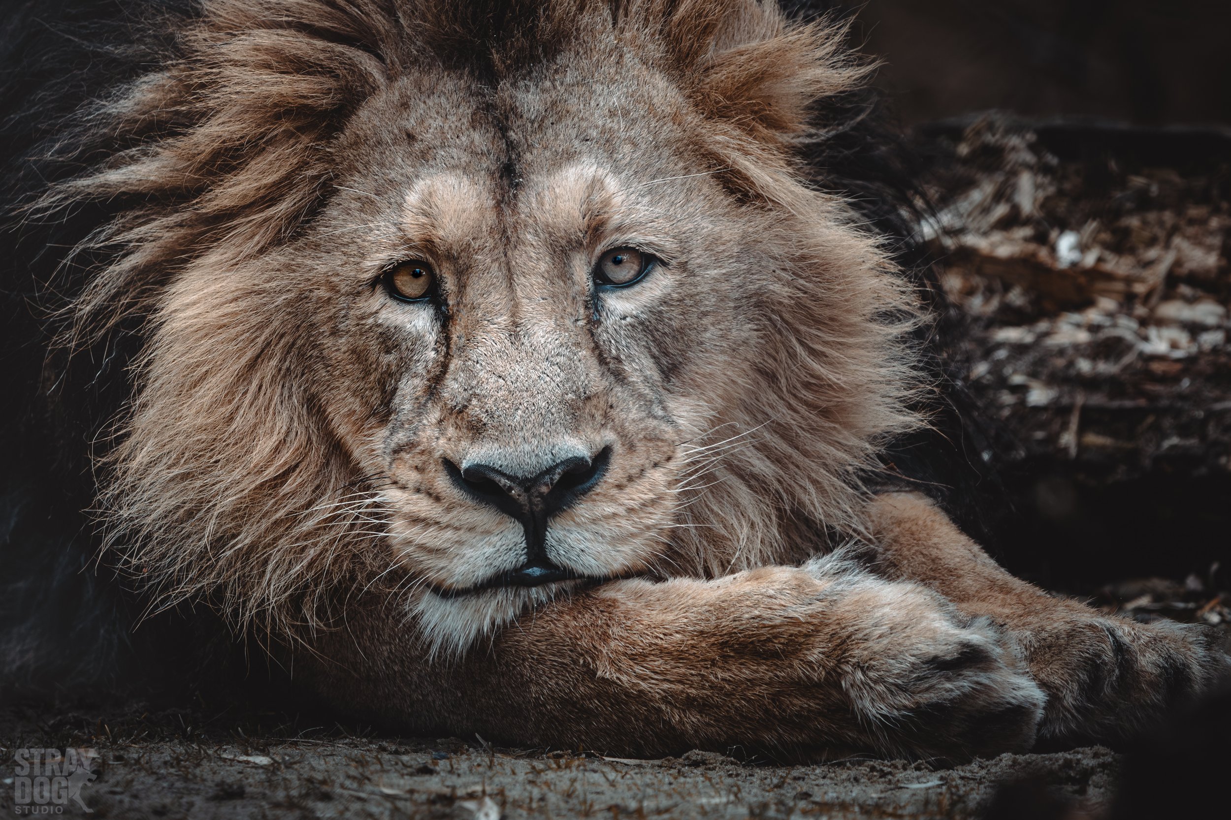 A close-up of a lion resting on the ground, with a calm expression and sandy-colored fur.