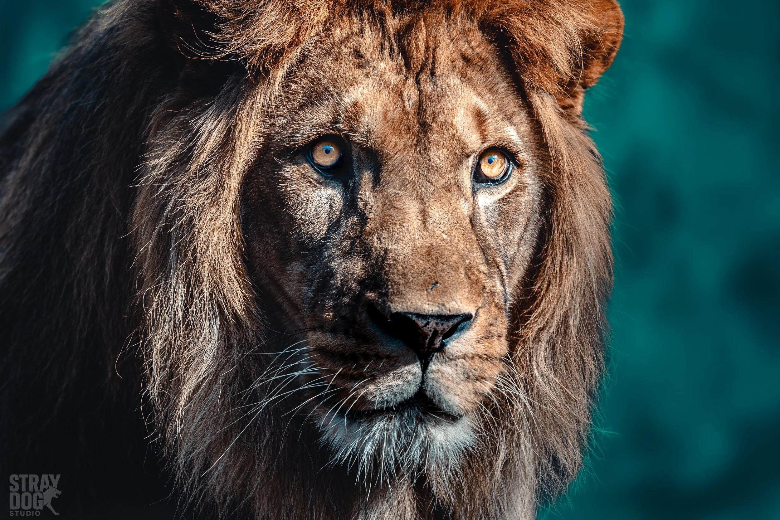 Close-up of a lion's face with a dark background, showing sharp eyes, a tan mane, and detailed fur.