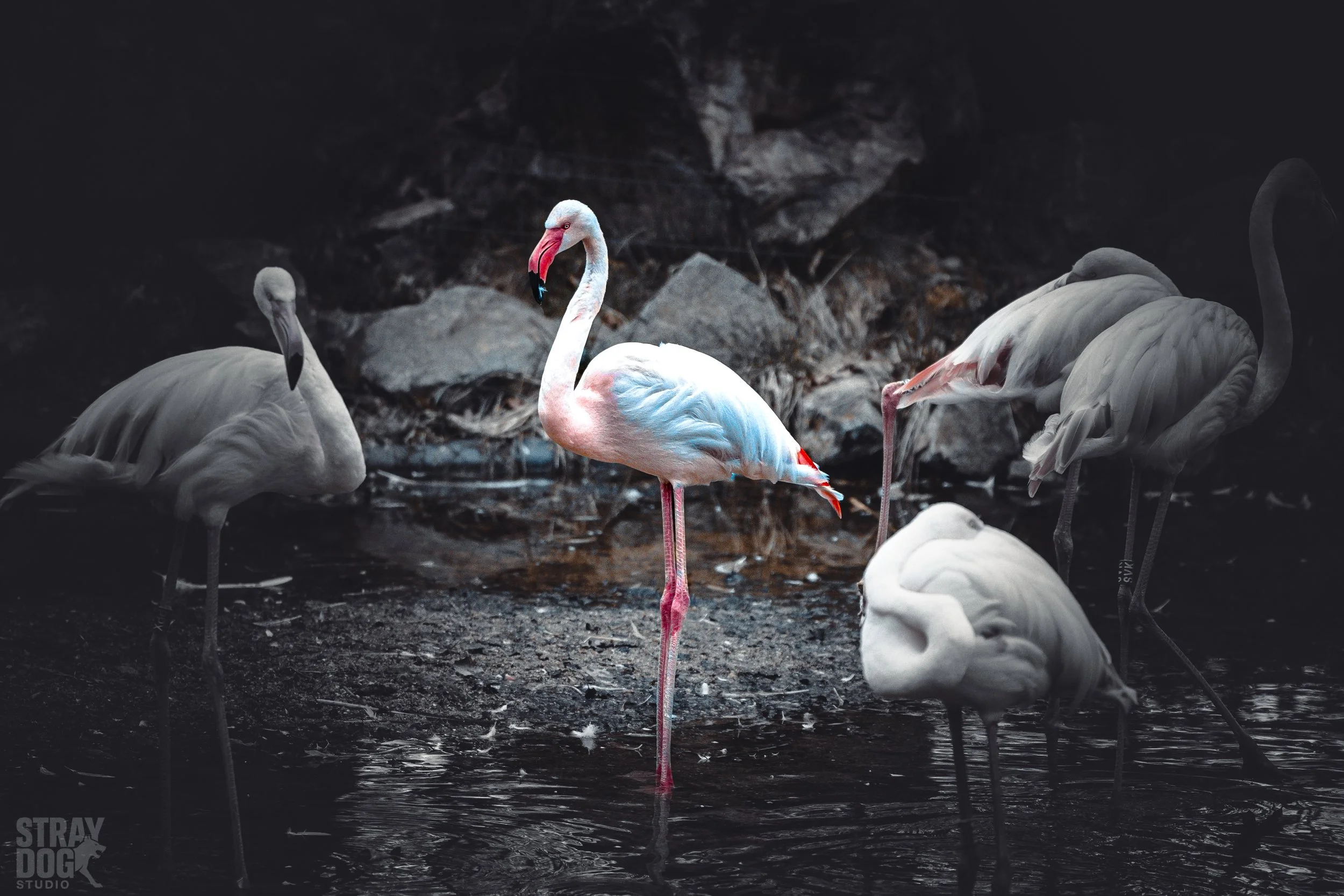 A group of adult flamingos standing in shallow water near rocks, with one flamingo in the center displaying pink and white feathers and a curved neck.
