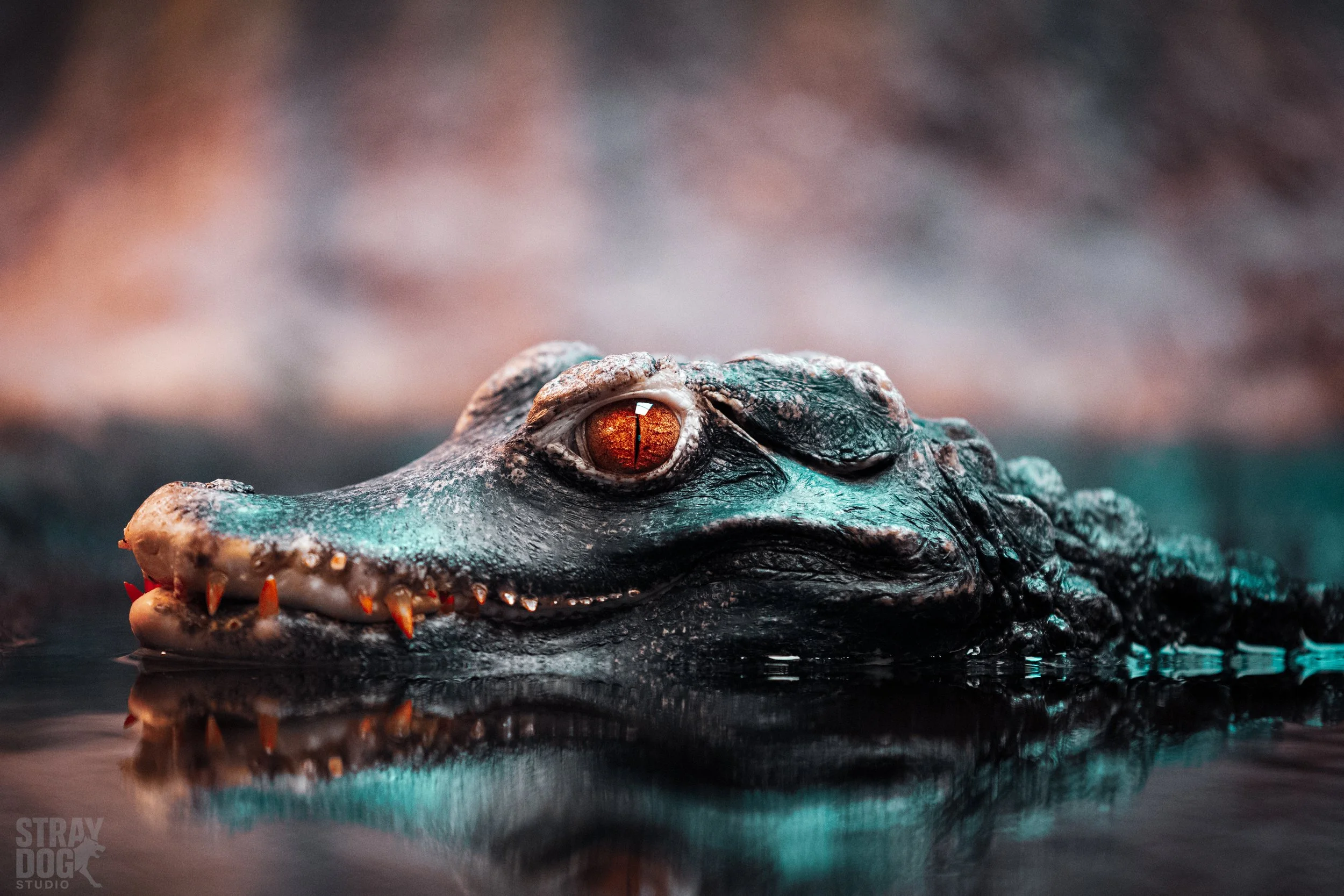 Close-up of a crocodile's head partially submerged in water, showing its eye and part of its snout with visible teeth.