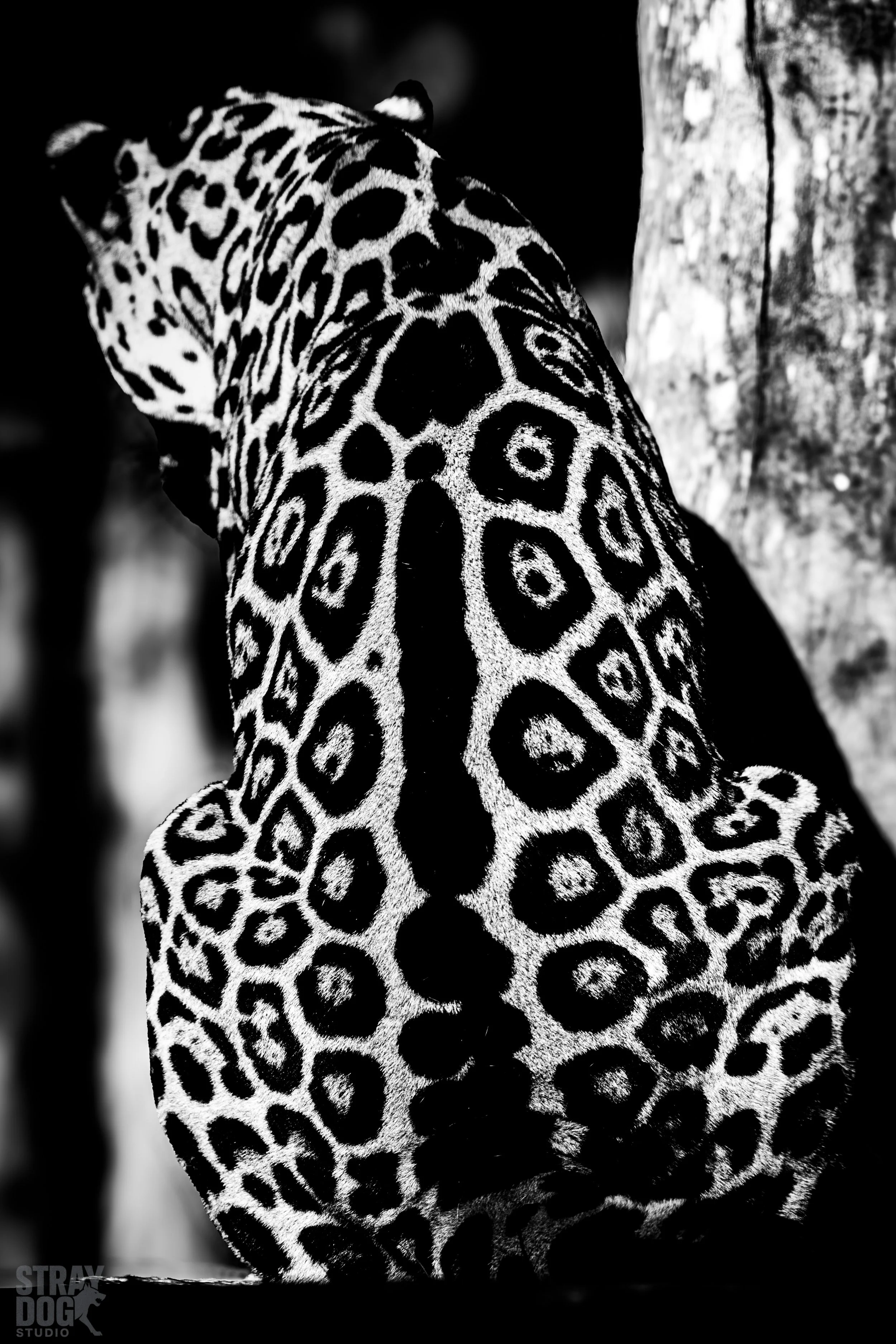 Black and white photograph of a jaguar climbing a tree, showcasing its distinctive spotted coat.