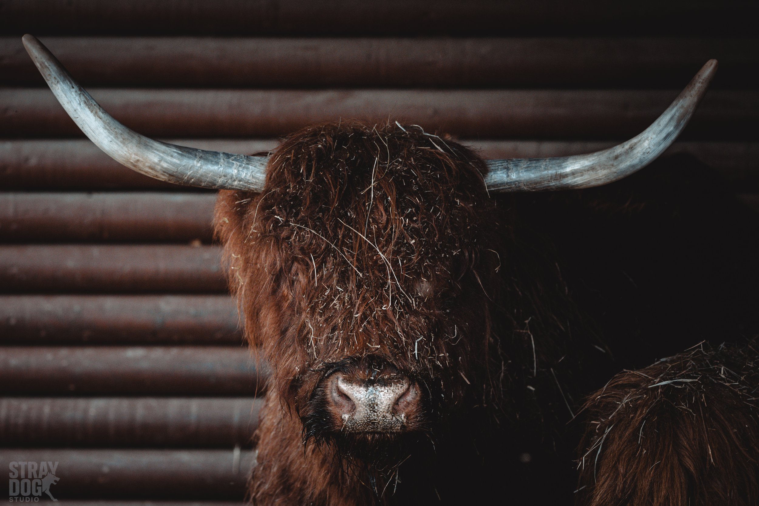 A close-up of a Highland cow with long, shaggy brown hair covering its eyes, large curved horns, and a dark background with wooden slats.