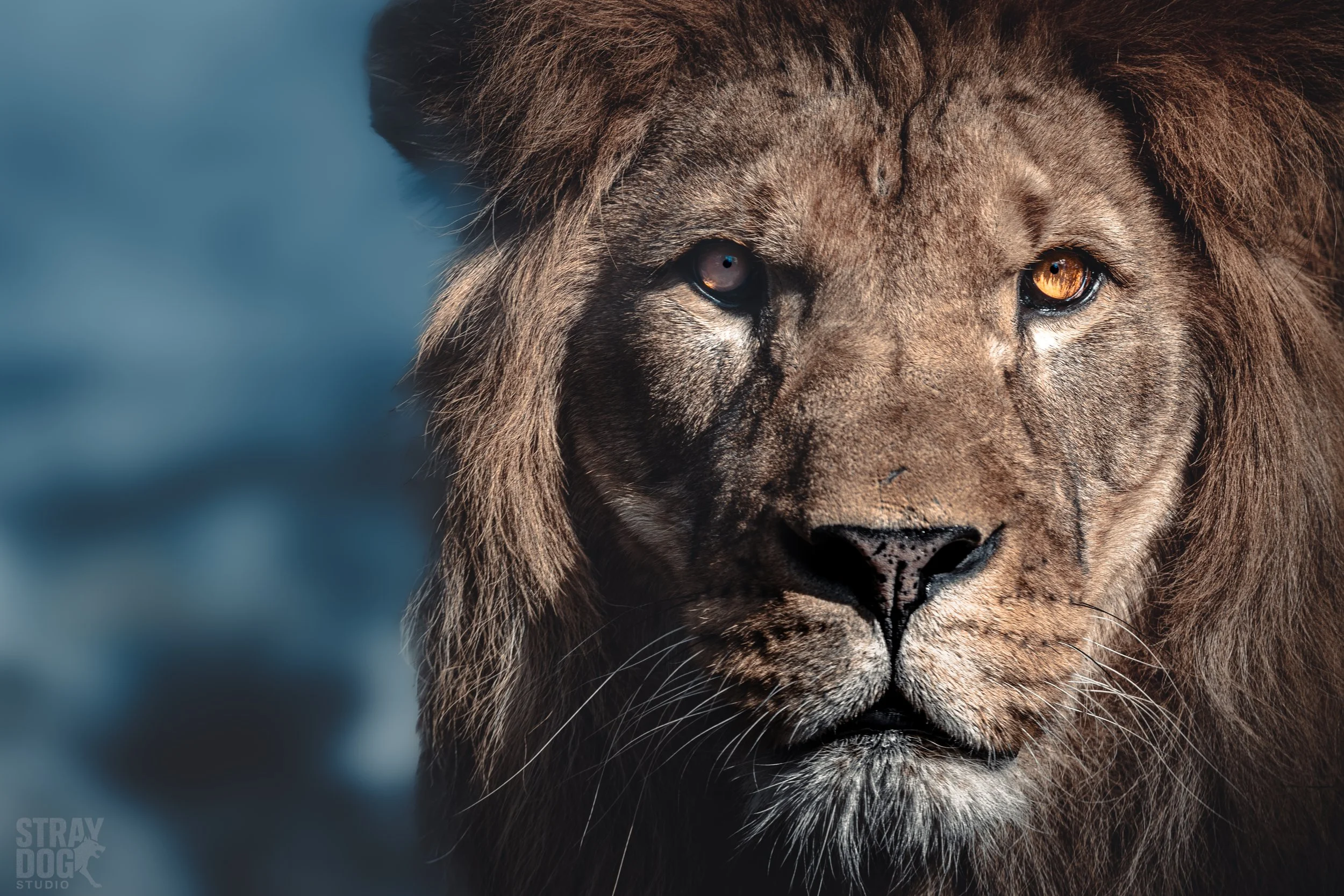 Close-up of a lion's face with one blue eye and one amber eye, looking directly at the camera.