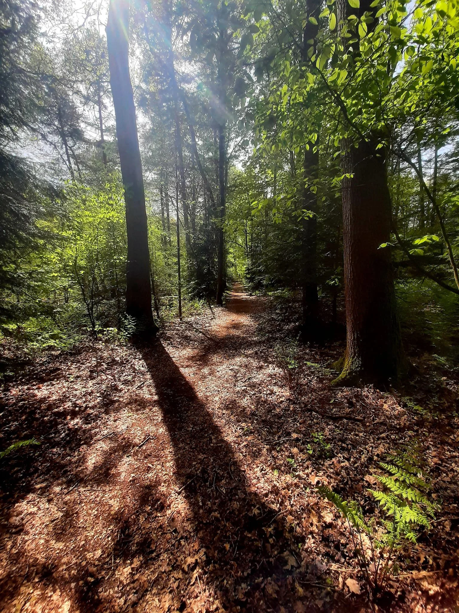 A dirt trail winds through a dense forest with tall trees and lush green foliage. Sunlight filters through the leaves, creating dappled shadows on the ground.