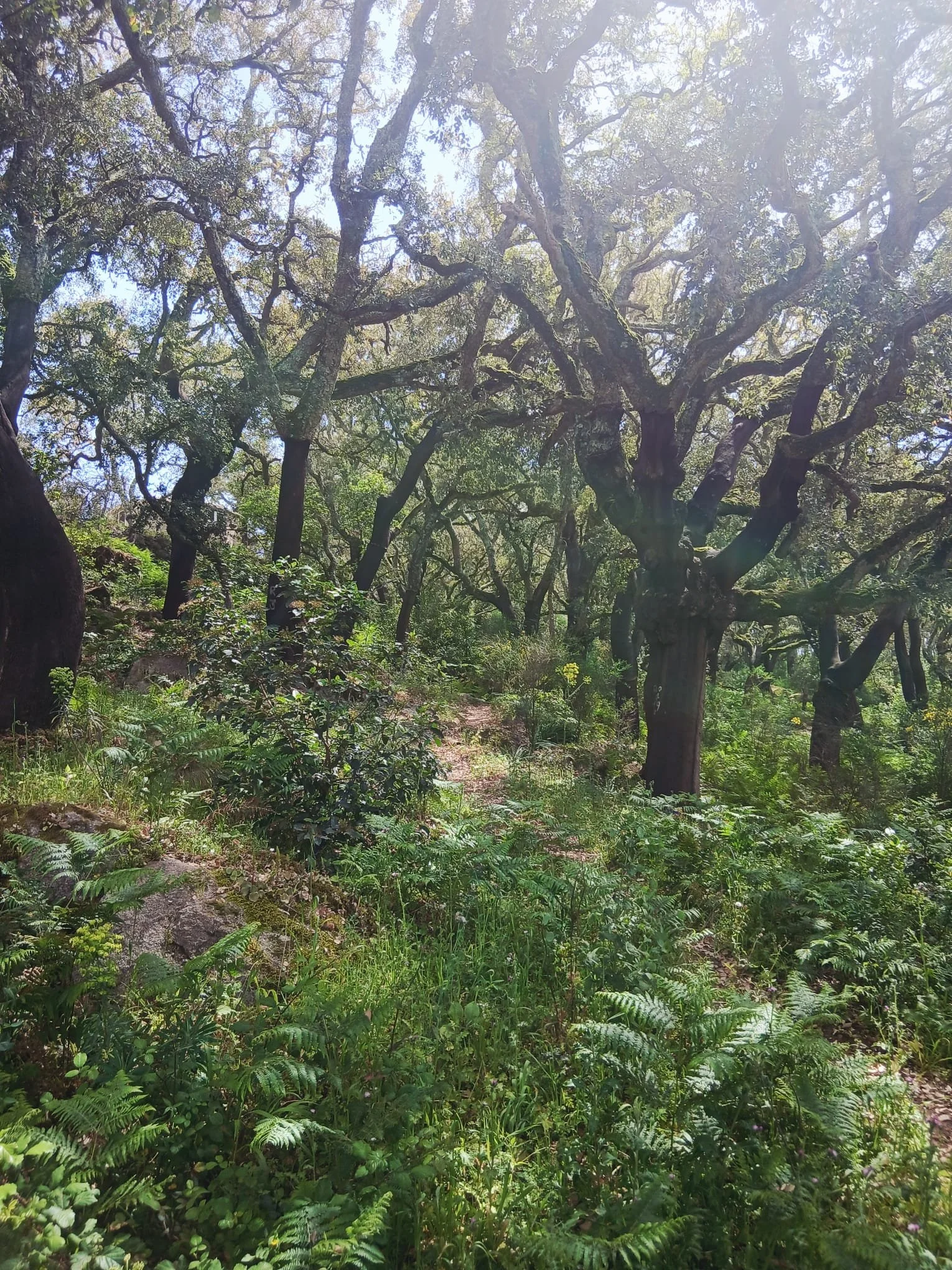 A natural scene with large trees, green foliage, and sunlight filtering through the branches.