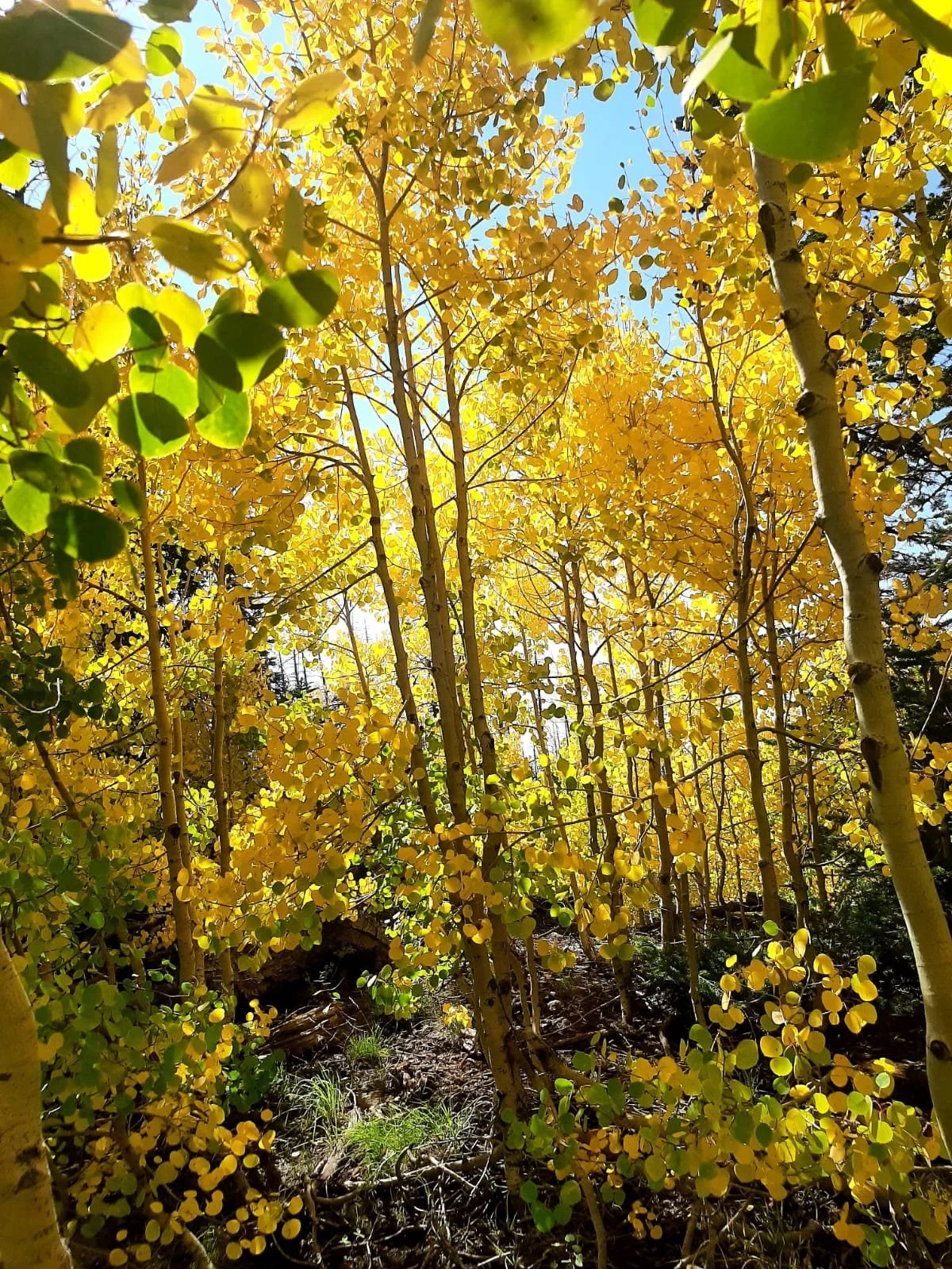 A forest of aspen trees with yellow leaves and a clear blue sky in the background.