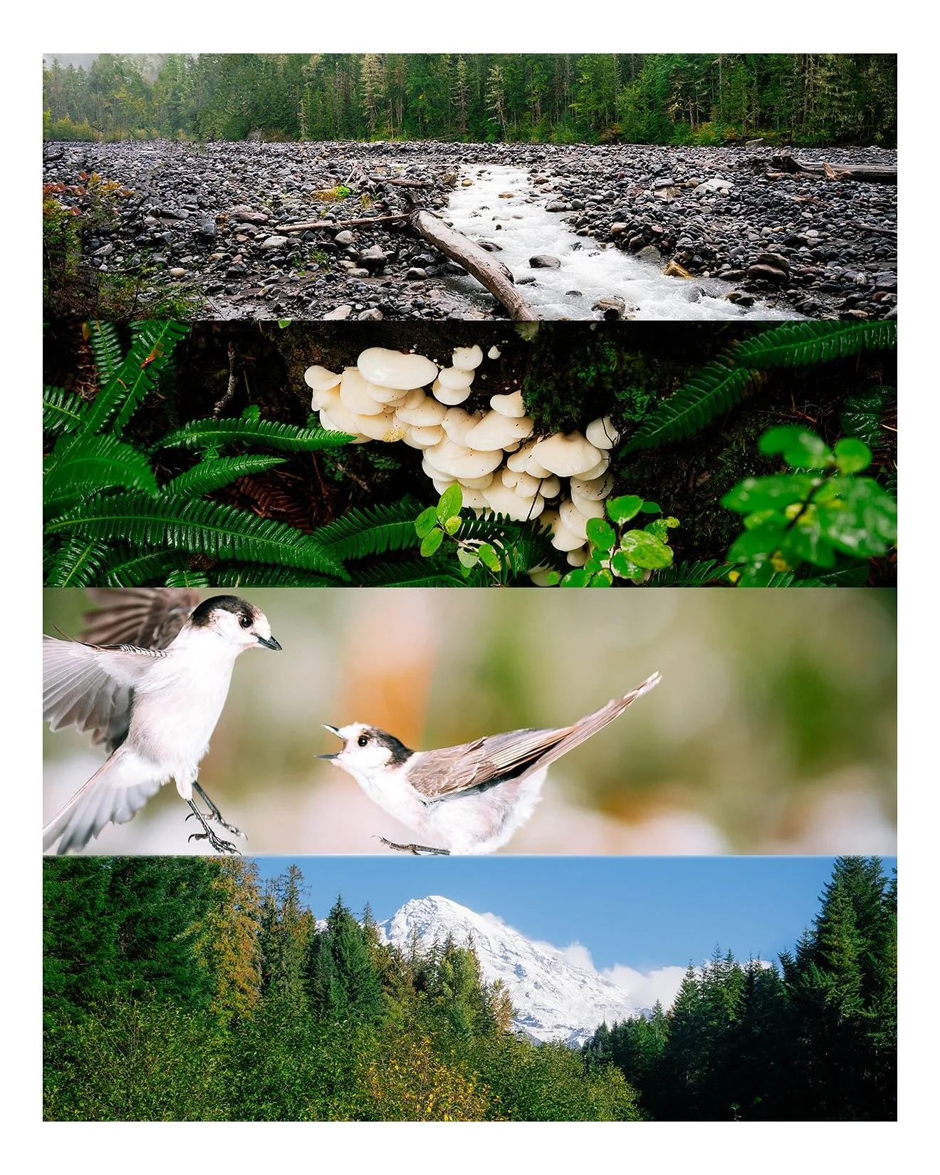 It&rsquo;s better to share my photos than to let them sit on a hard drive. Here&rsquo;s Mount Rainer more photos to come&hellip; maybe videos too👀 #nikon #nikonphotography