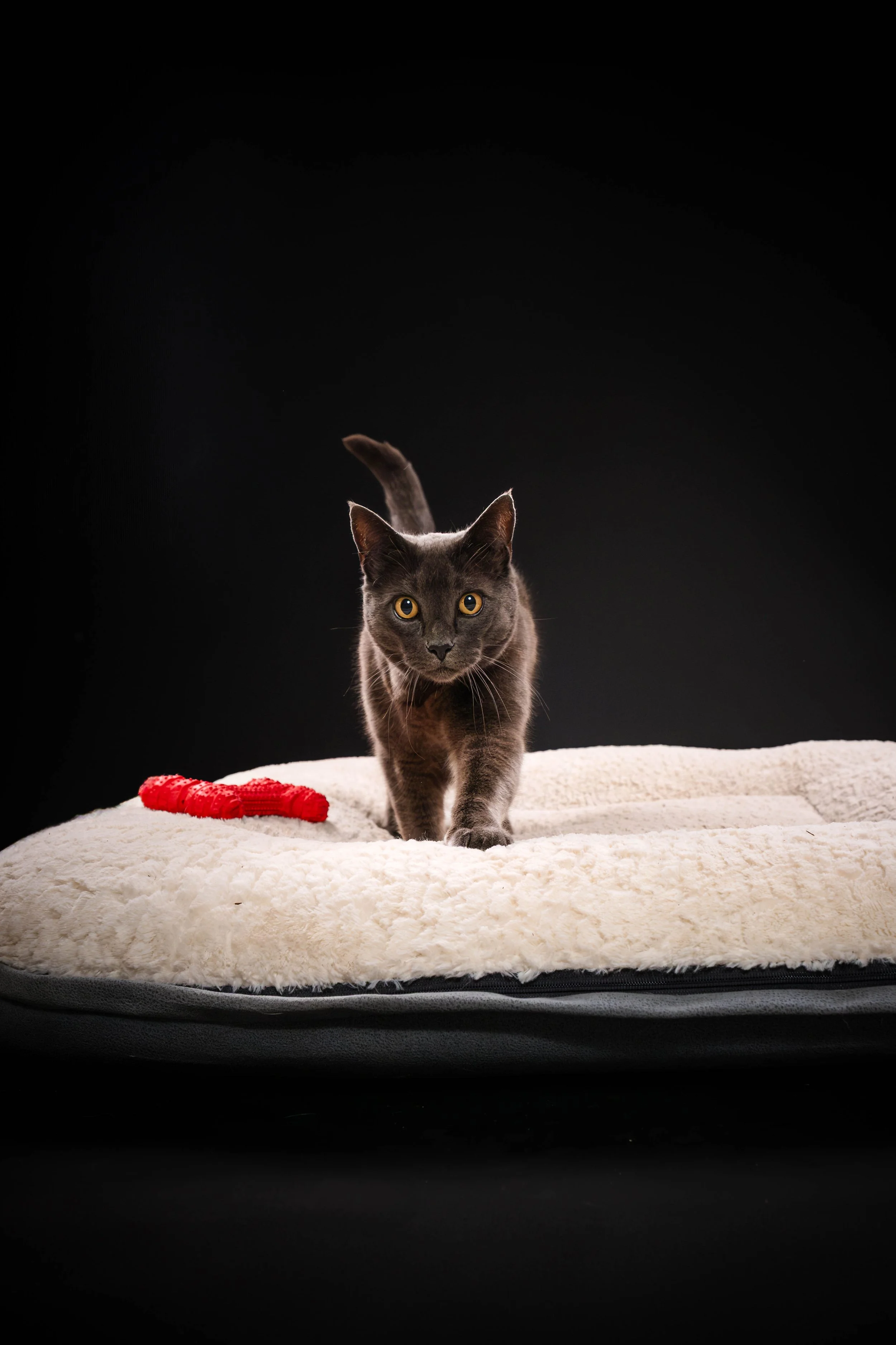 MADISON KNOKE PETS BLACK BD (250)-Enhanced-NR.jpg
