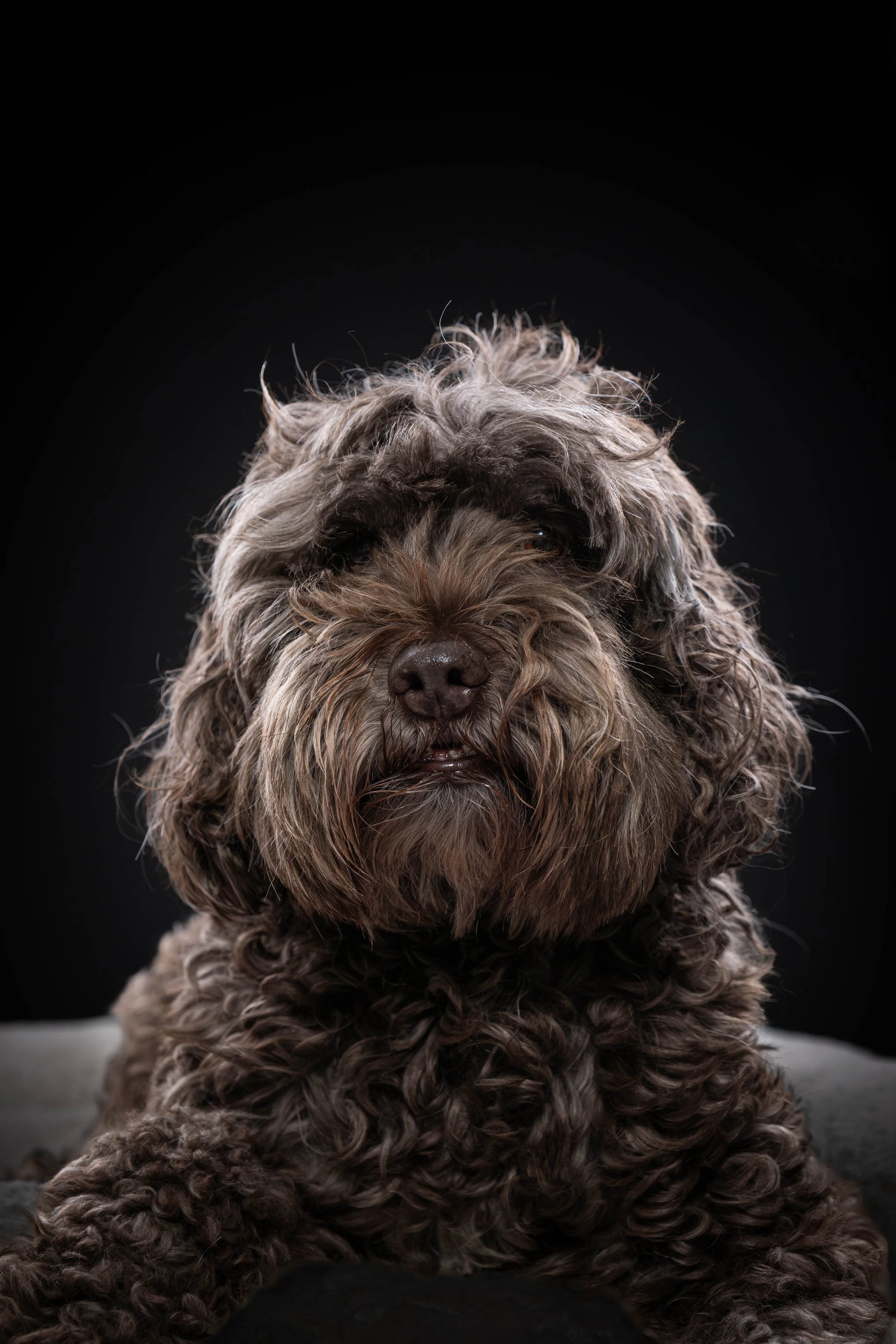 MADISON KNOKE PETS BLACK BD (262)-Enhanced-NR.jpg