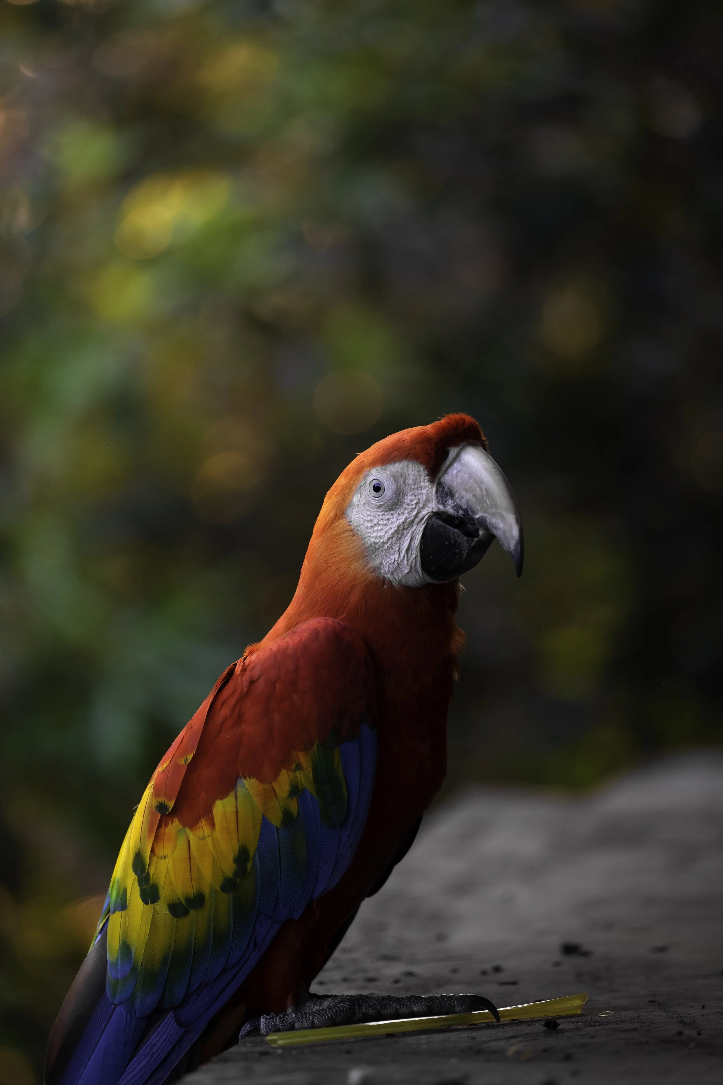 scarlet macaw.jpg