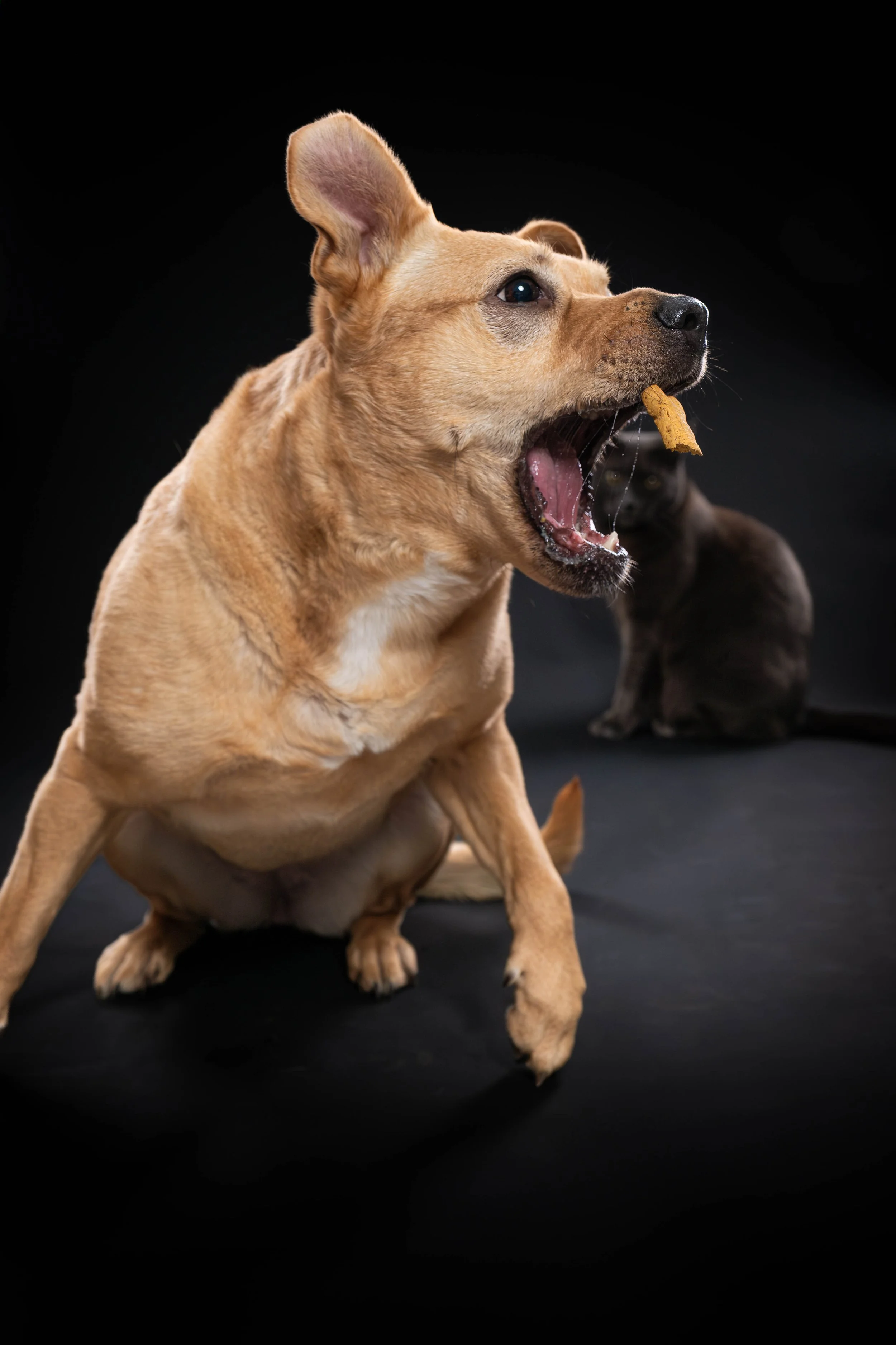 MADISON KNOKE PETS BLACK BD (207)-Enhanced-NR.jpg