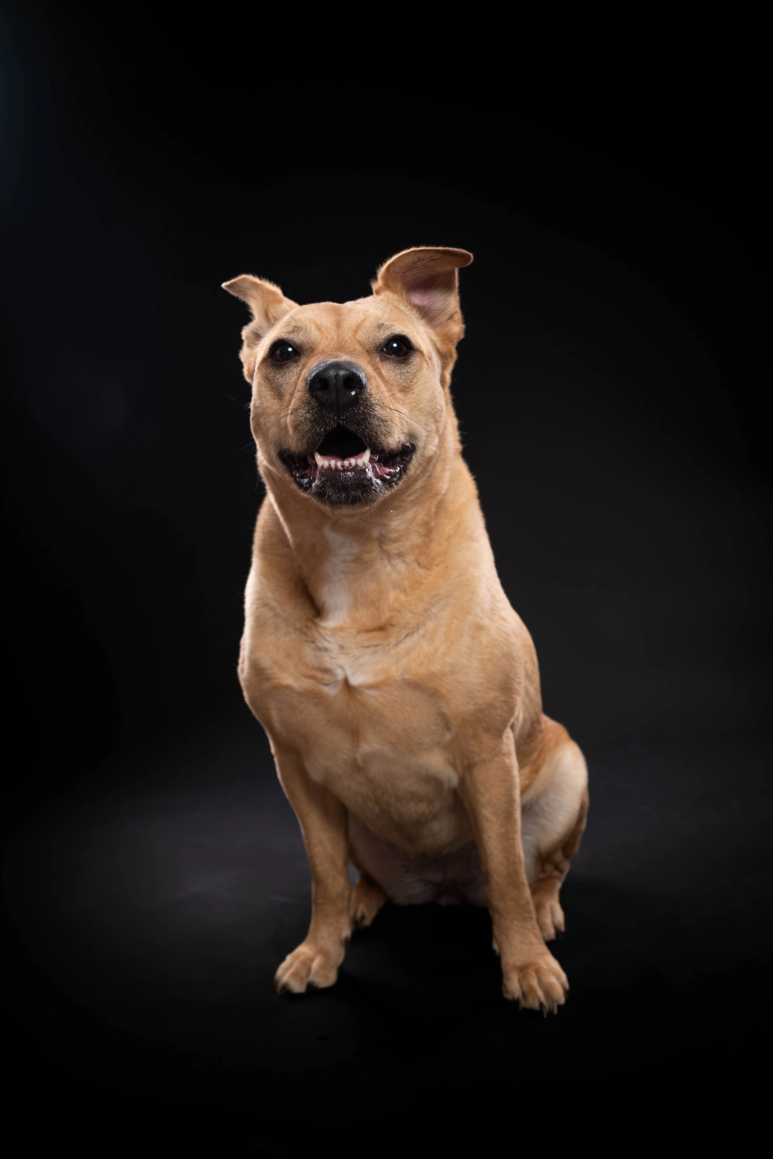 MADISON KNOKE PETS BLACK BD (187)-Enhanced-NR.jpg