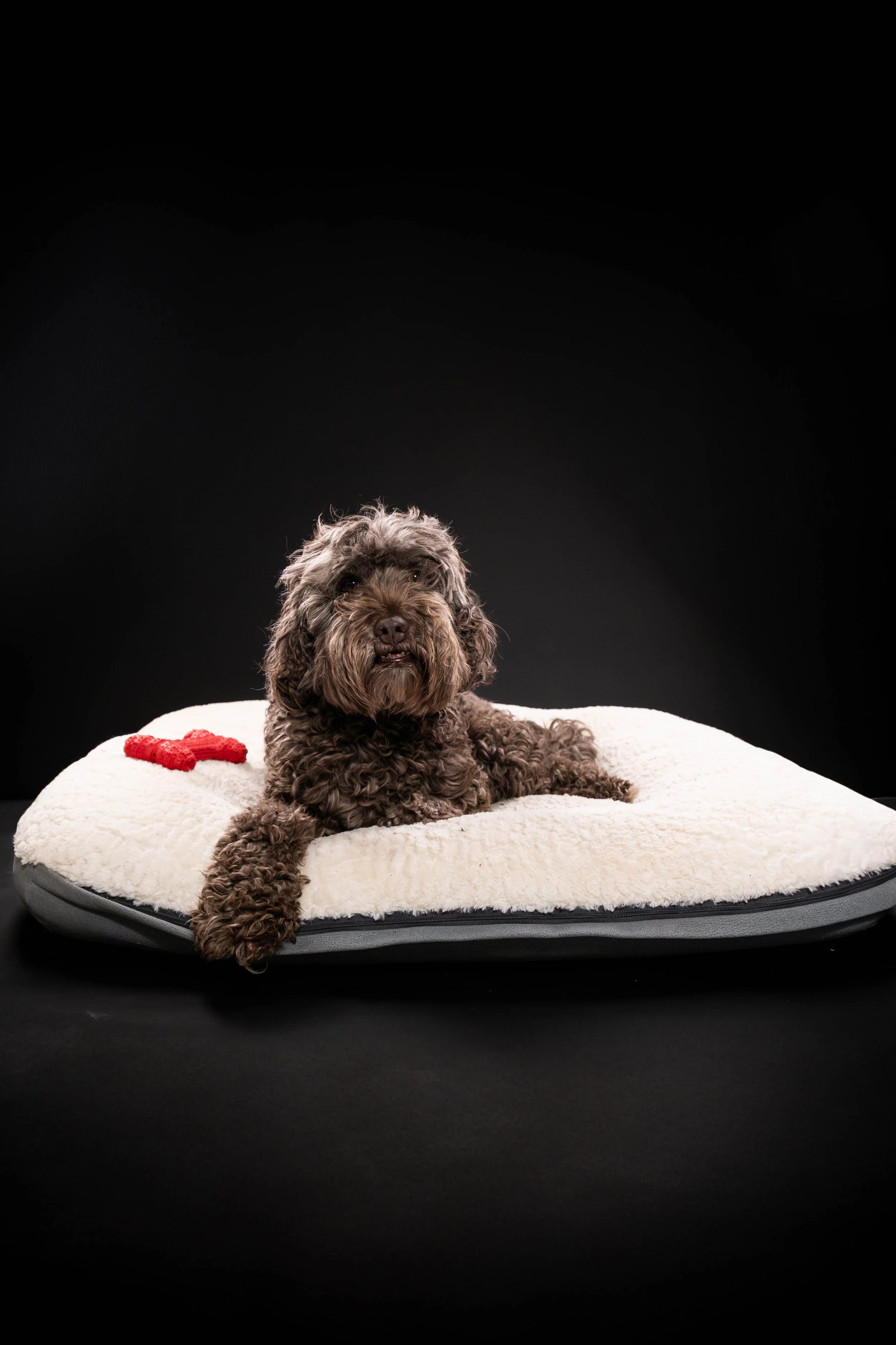 MADISON KNOKE PETS BLACK BD (260)-Enhanced-NR.jpg