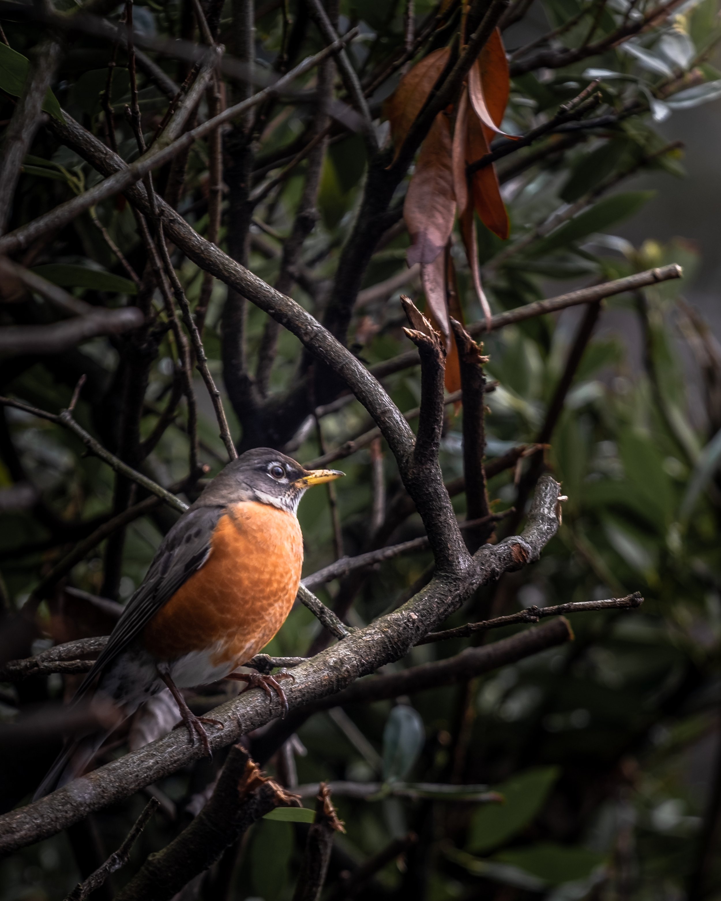 bird (1 of 1).jpg