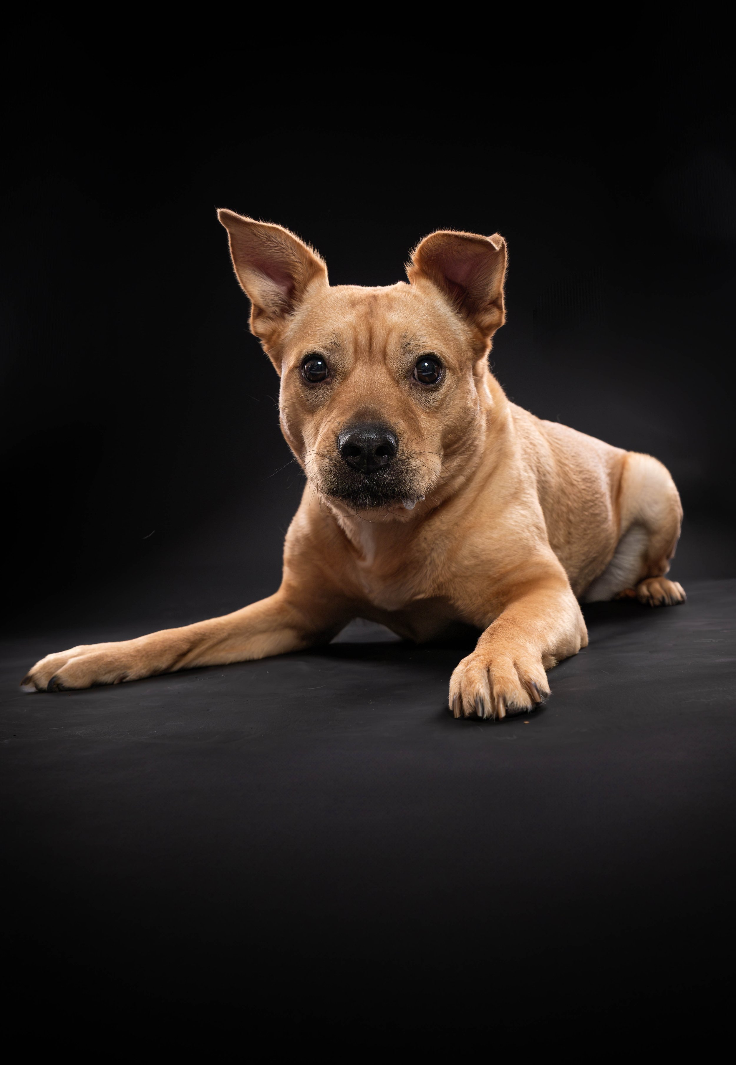 MADISON KNOKE PETS BLACK BD (211)-Enhanced-NR.jpg