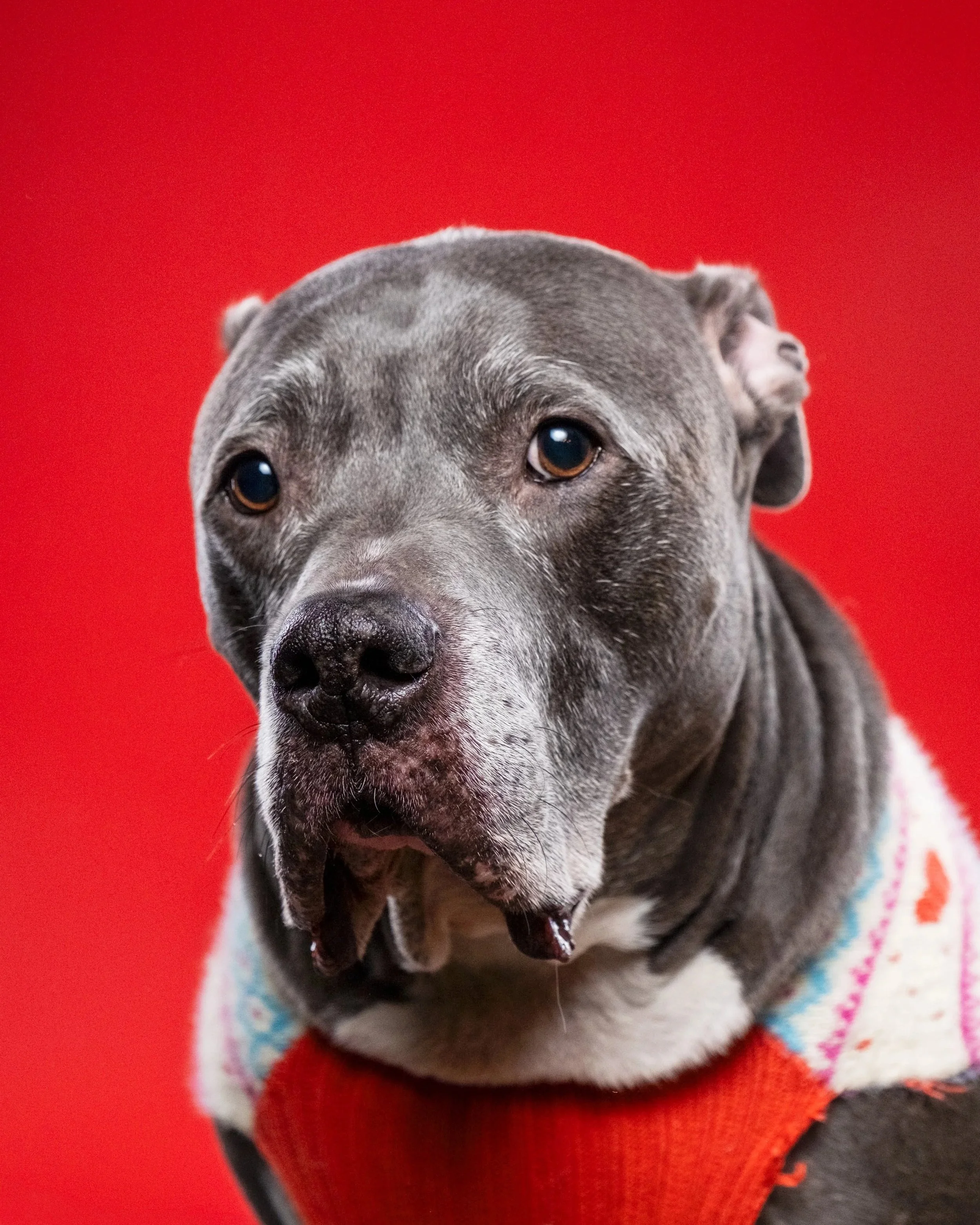 A gray and white blue-nose Pitbull dog wearing a red and cream sweater against a red background.