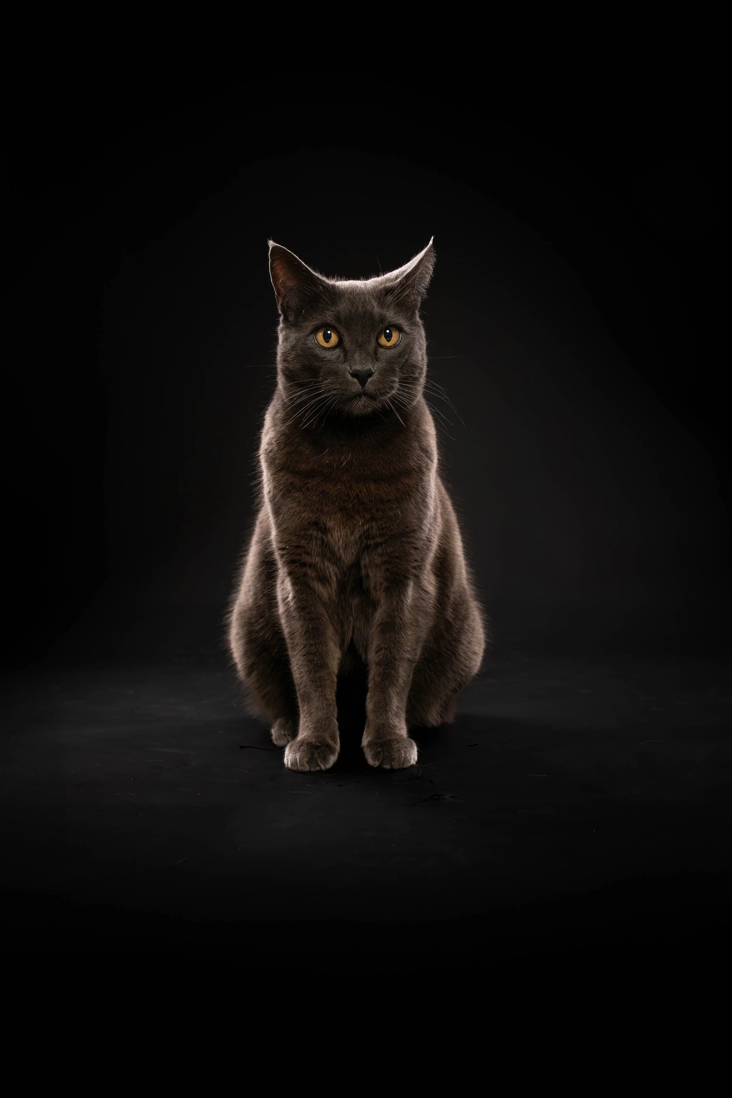MADISON KNOKE PETS BLACK BD (228)-Enhanced-NR.jpg