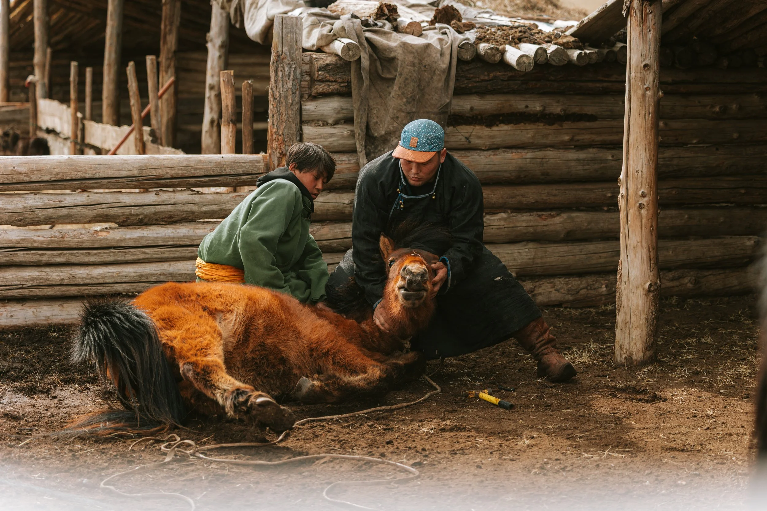 Deux hommes soignent un petit cheval en poney détaché sur un sol de terre dans une ferme en bois