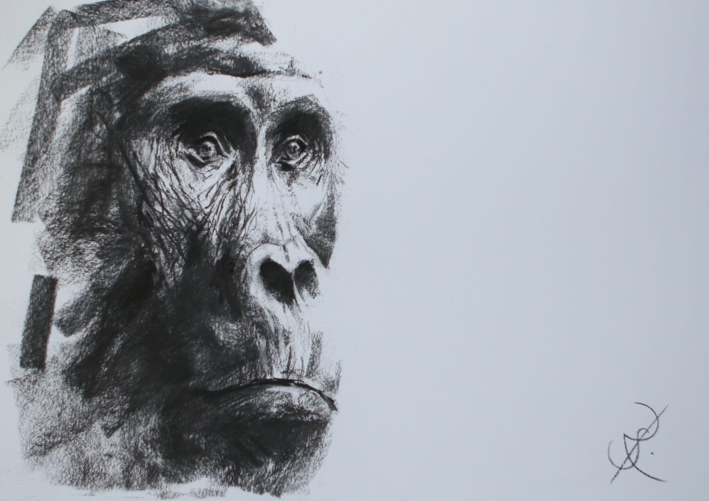 Silverback Contemplations - A2 charcoal - available £250 unframed