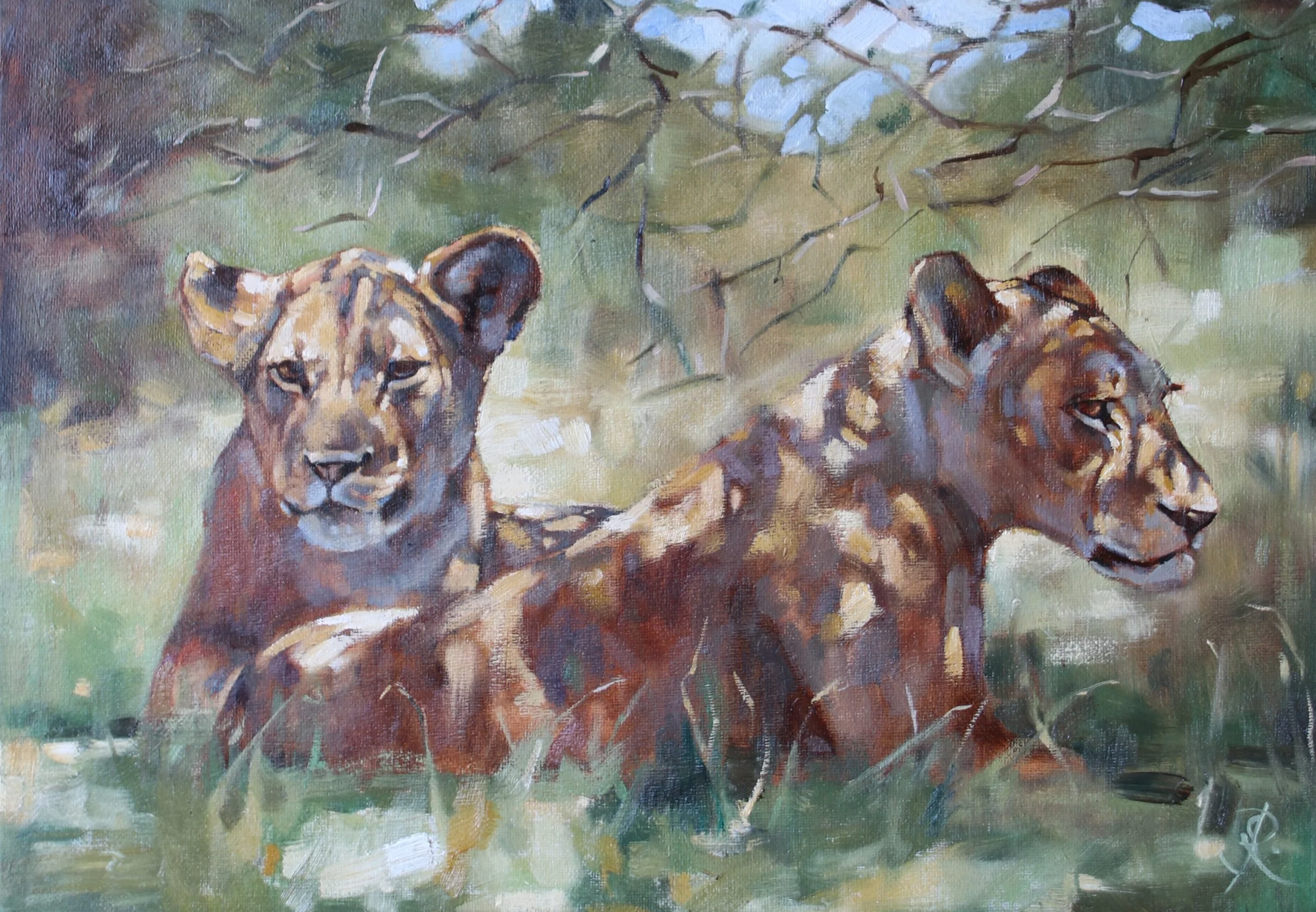 Snoozing Lions - A3 oil on board - available £325 unframed