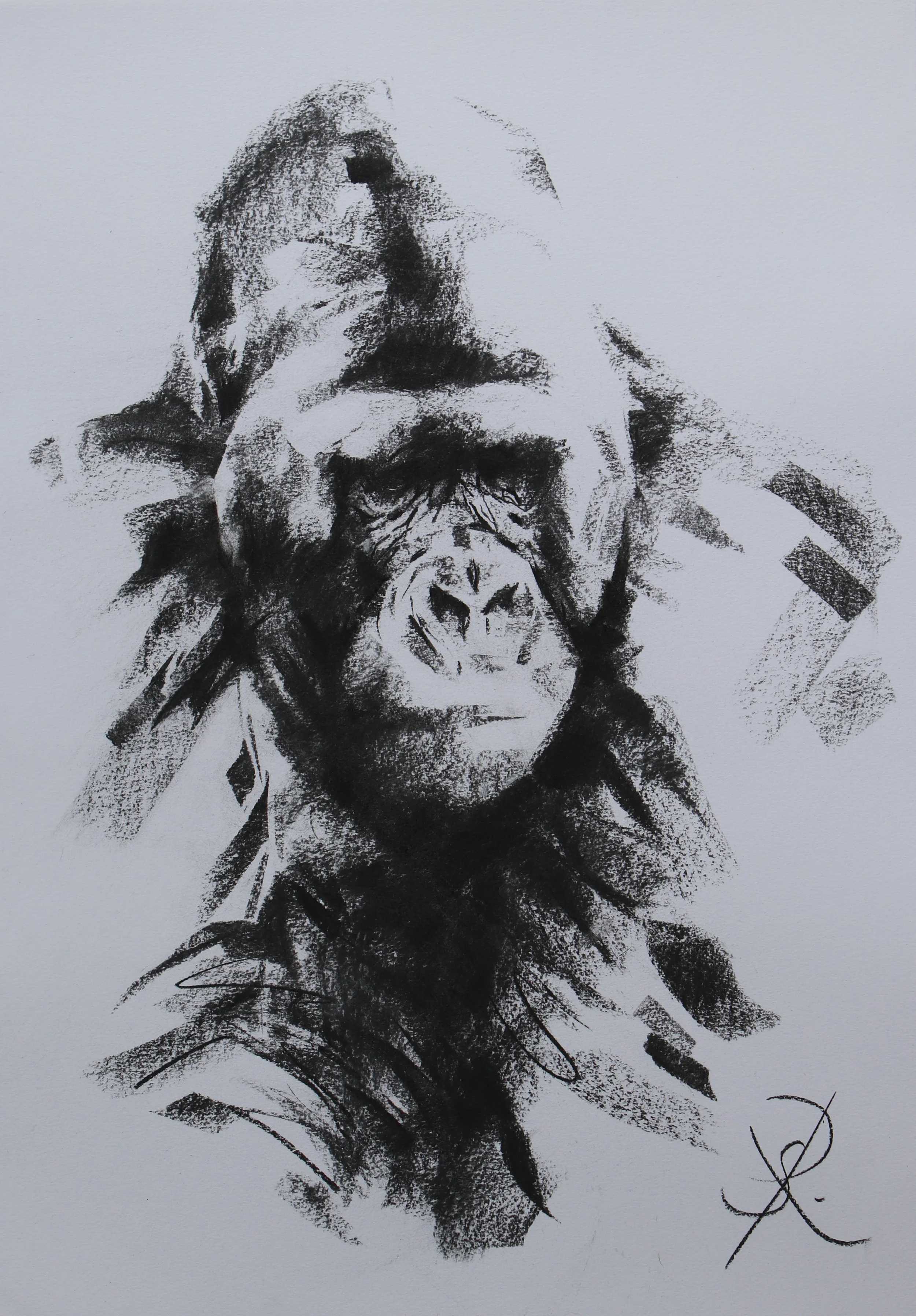Big Silver - DSWF Wildlife Artist of the Year 2025 Highly Commended - A2 charcoal - sold
50% proceeds to conservation