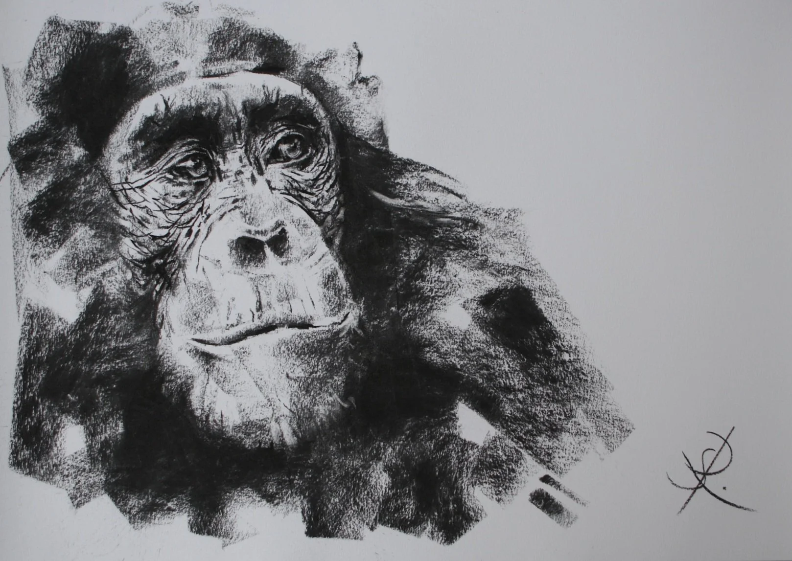 Curiosity - DSWF Wildlife Artist of the Year 2025 / Society of Graphic Fine Art 2025 - sold
50% proceeds to conservation
