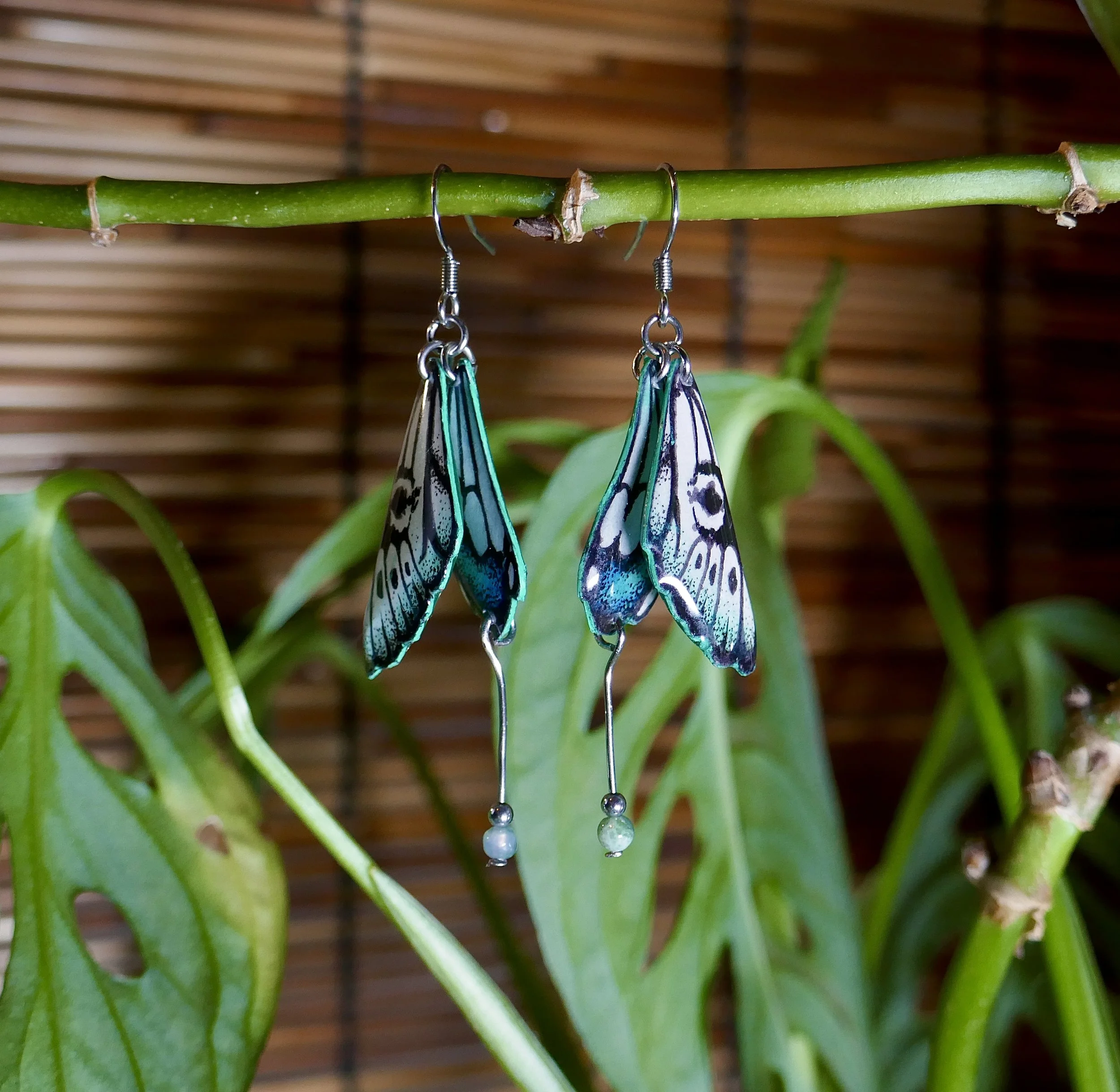 Papilio Xuthus