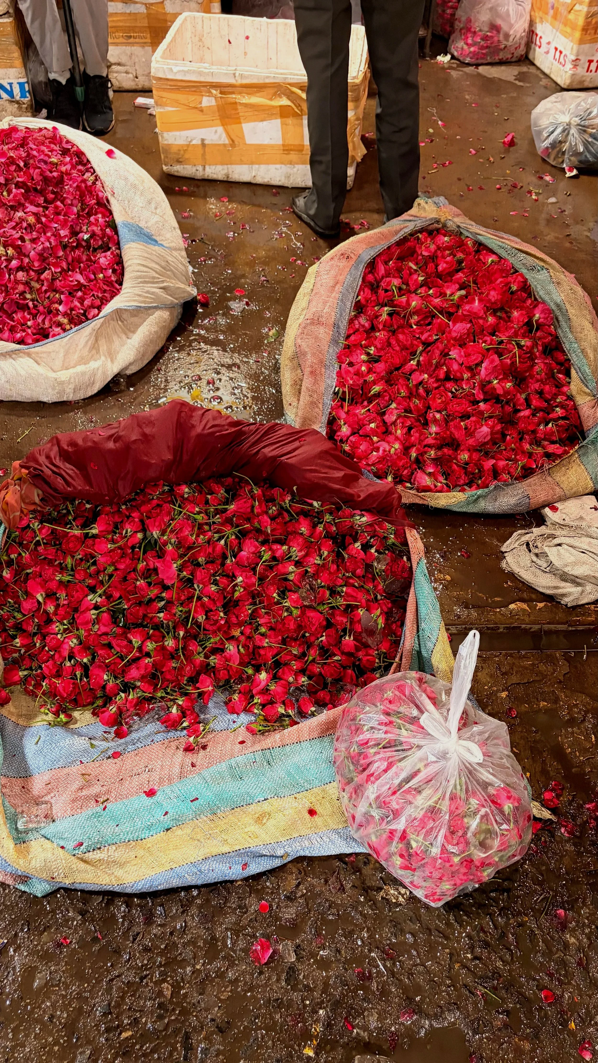 Marigold Moments in Chhatarpur Flower Market 