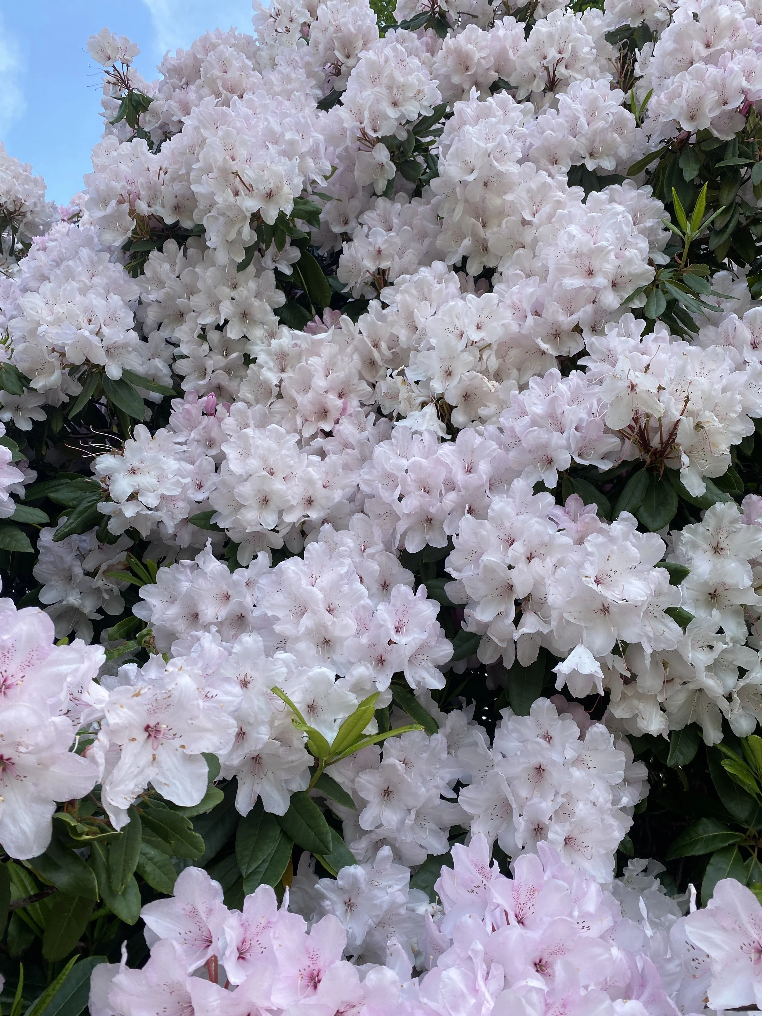 Spring Awakening: Yoga & Food Day Retreat