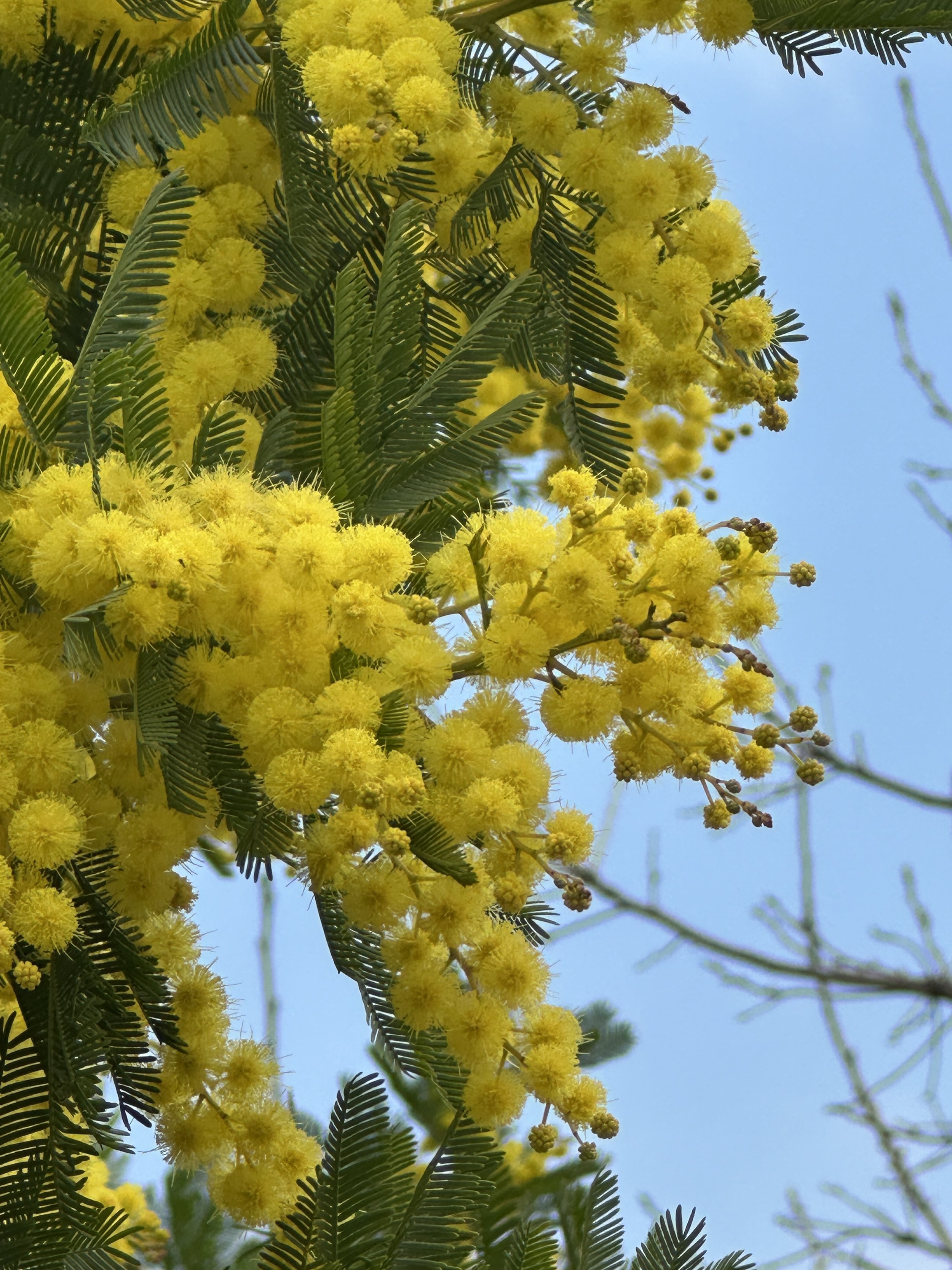 Mimosen
