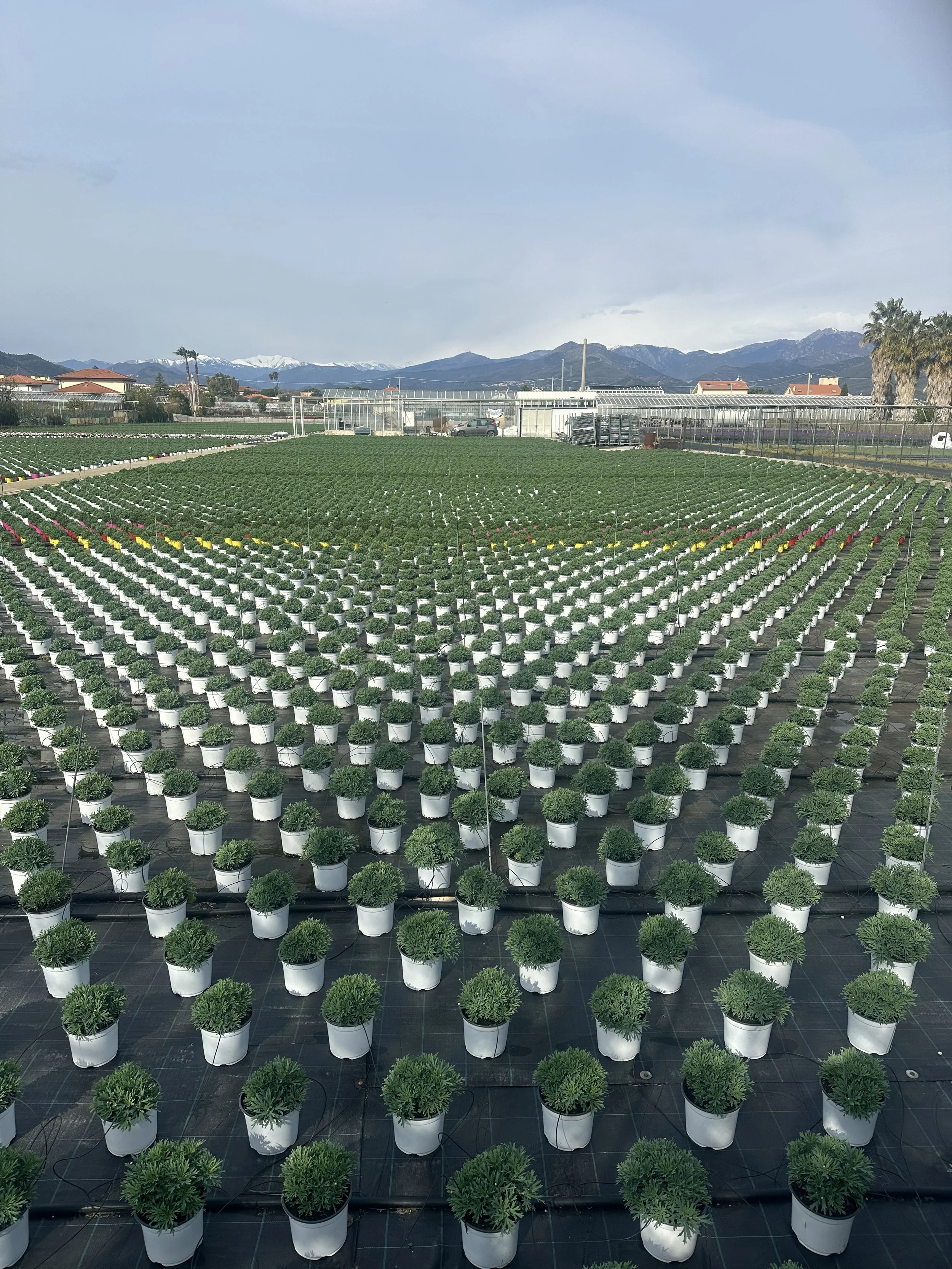 Albenga: Gärtnereien