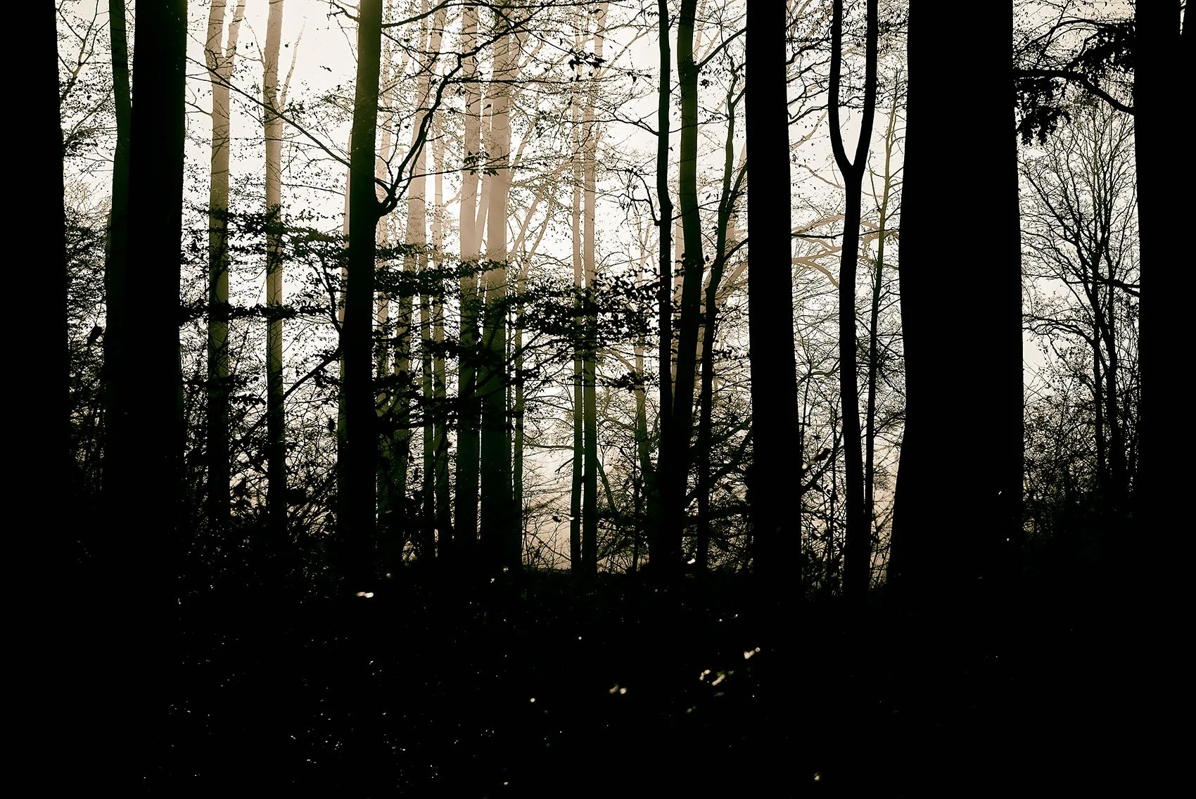 Sunbeams in the Forest, 2020 · Photography – digital