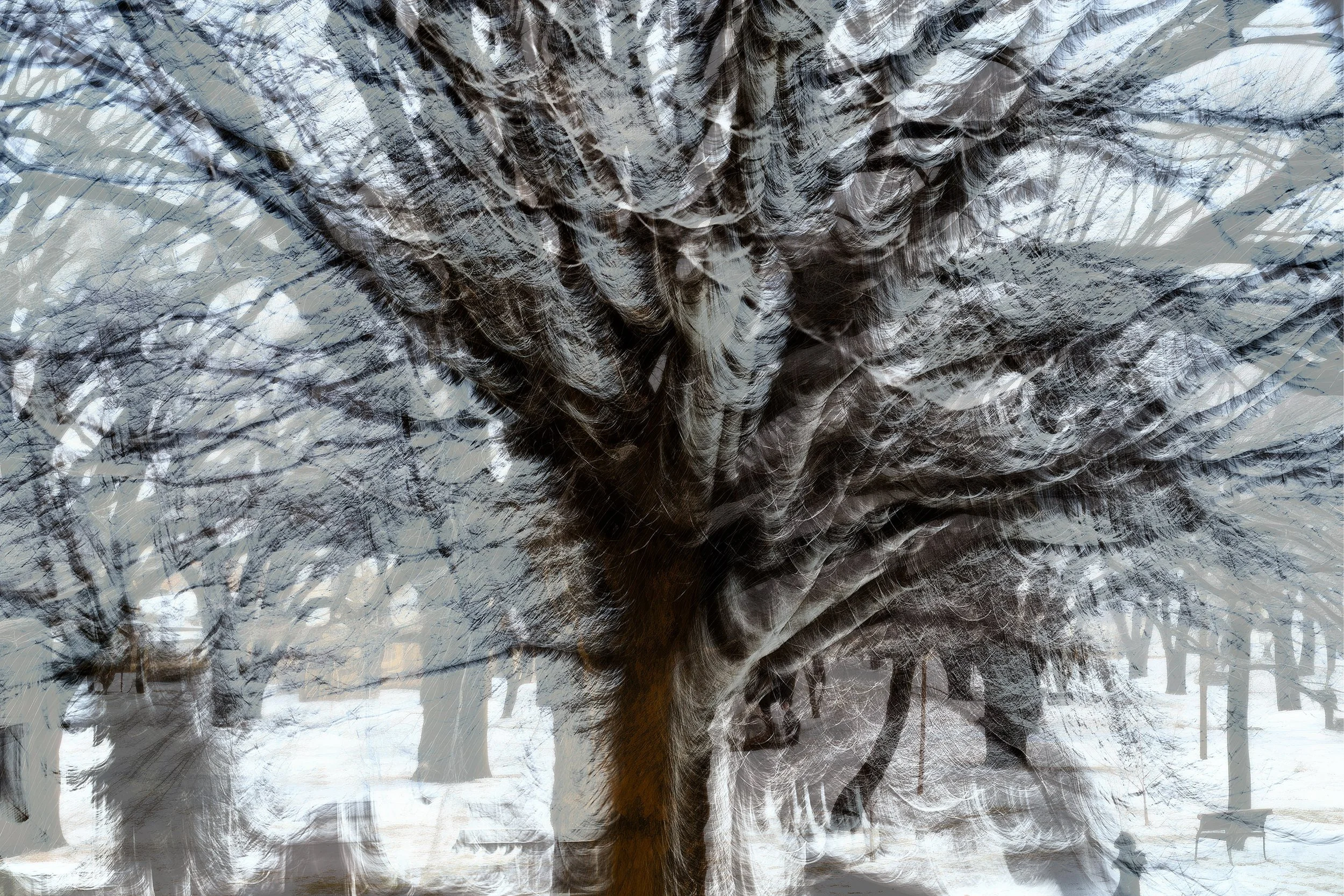 Deciduous Trees in Winter, 2023 · Photography // AI Art – digital