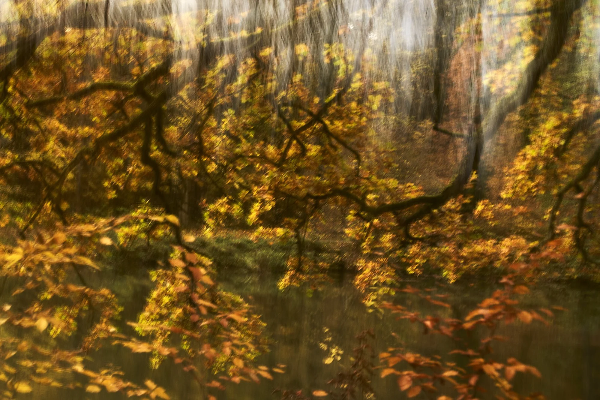 Mystic Forest, 2021 · Photography – analog (Medium Format Film, Double Exposure)