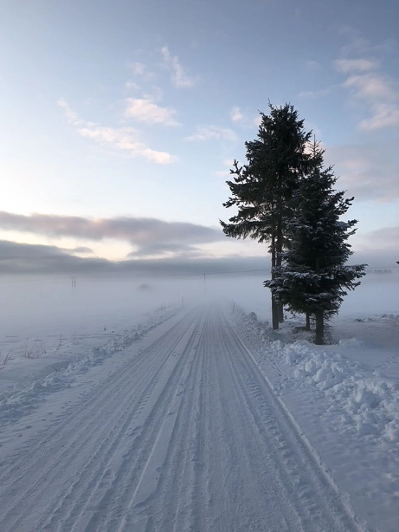 Luminen polku maaseudulla talvella, kaksi puuta oikealla, sumu ja pilvinen taivas.