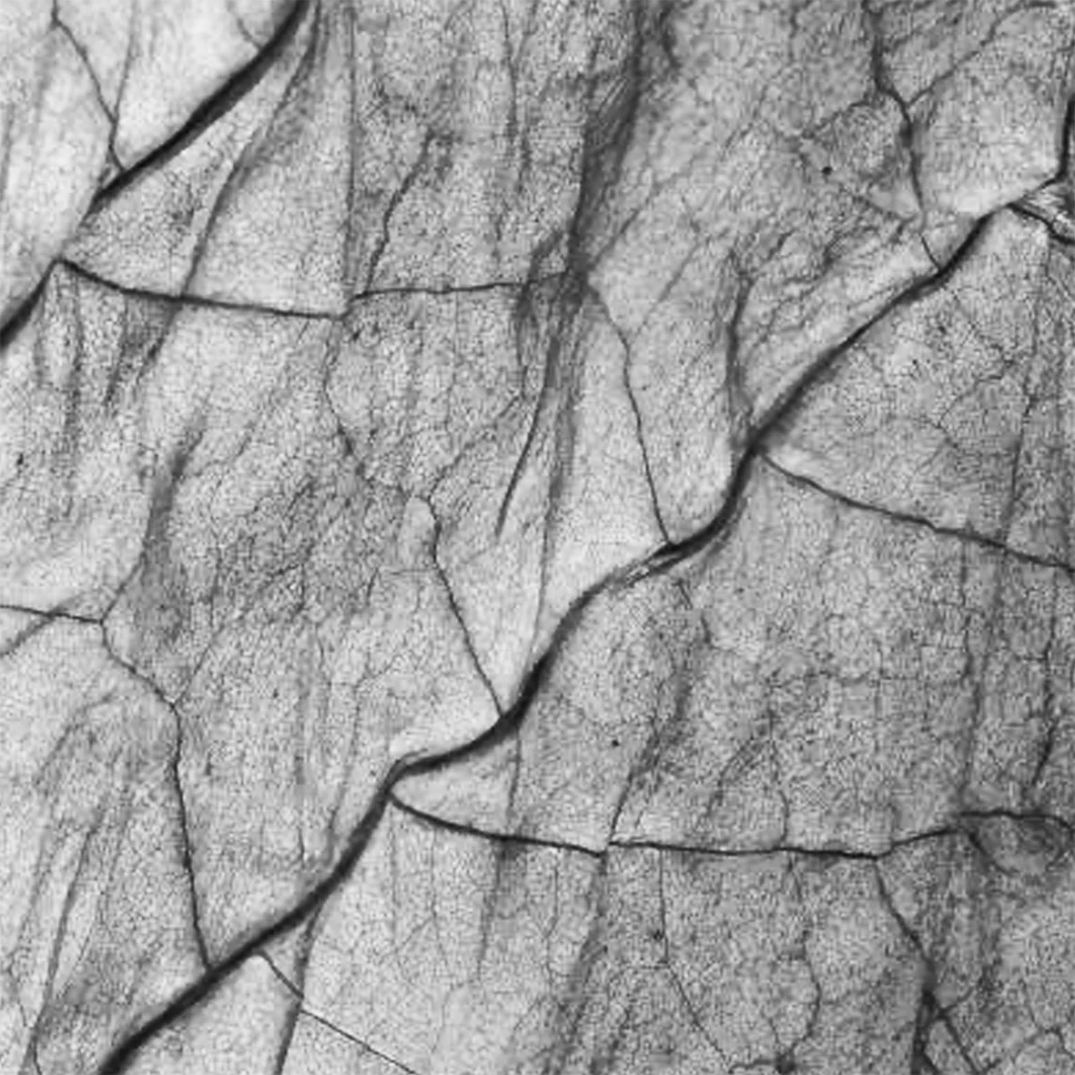 Zellstruktur eines natürliches Blattes im Vergleich zum geknüddeltem Paper von Gizeh bei etos*