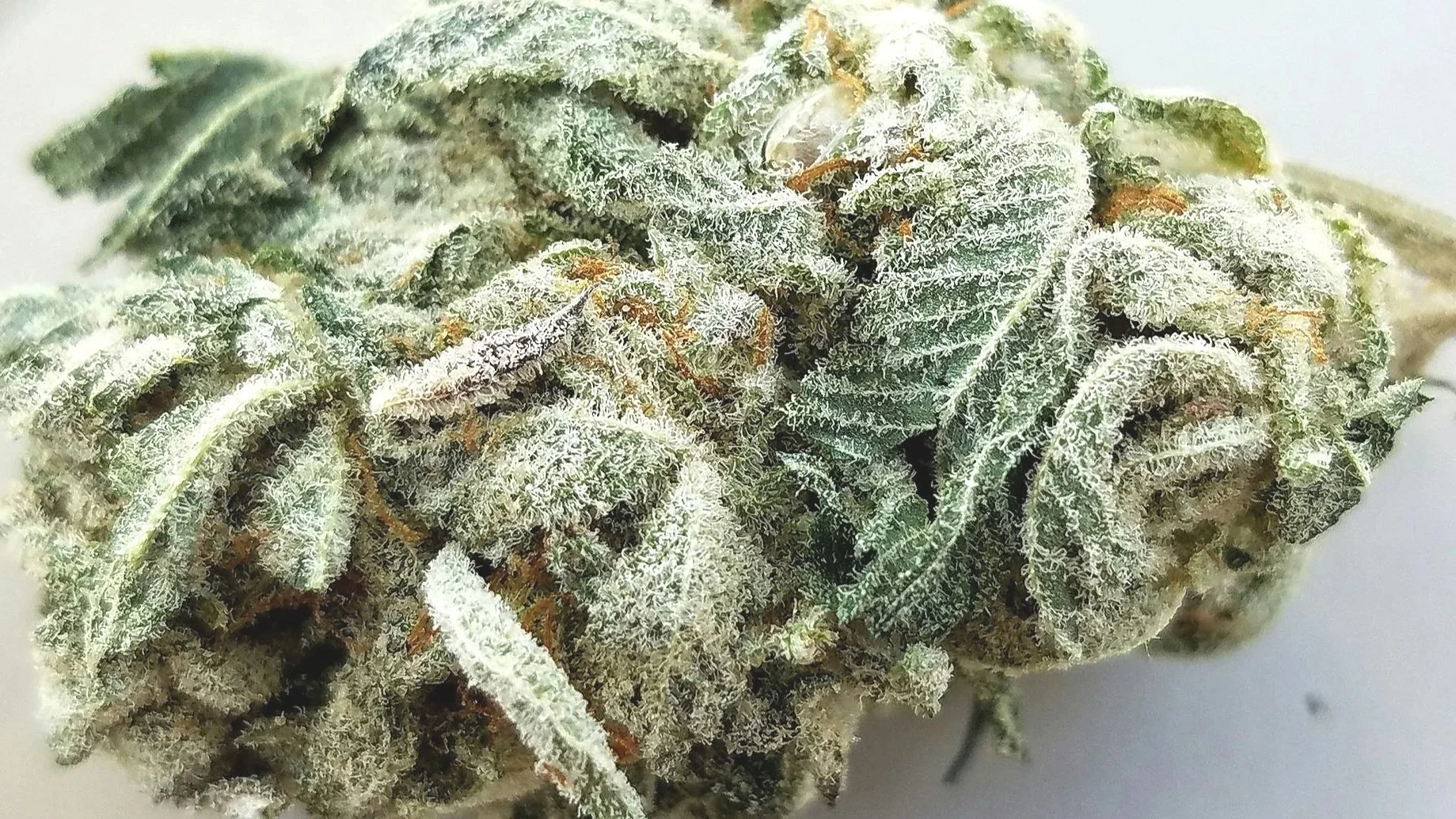 Cannabisblüten info grafik für kunden als anleitung zum quallitätscheck bei meizinal-cannabis