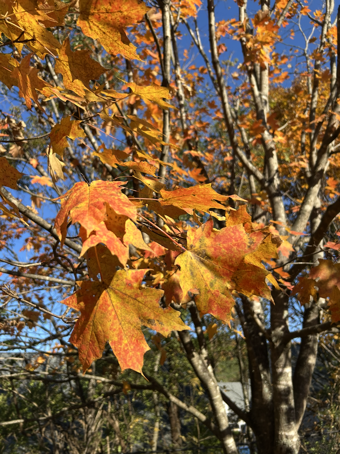 Autumn tree with red, orange, and yellow leaves against a blue sky.