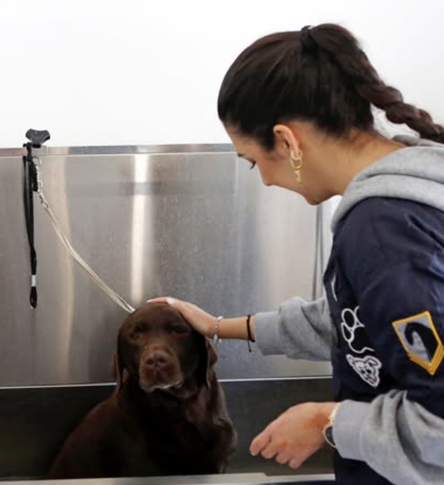 Jülide Sipahi – Dog Groomer