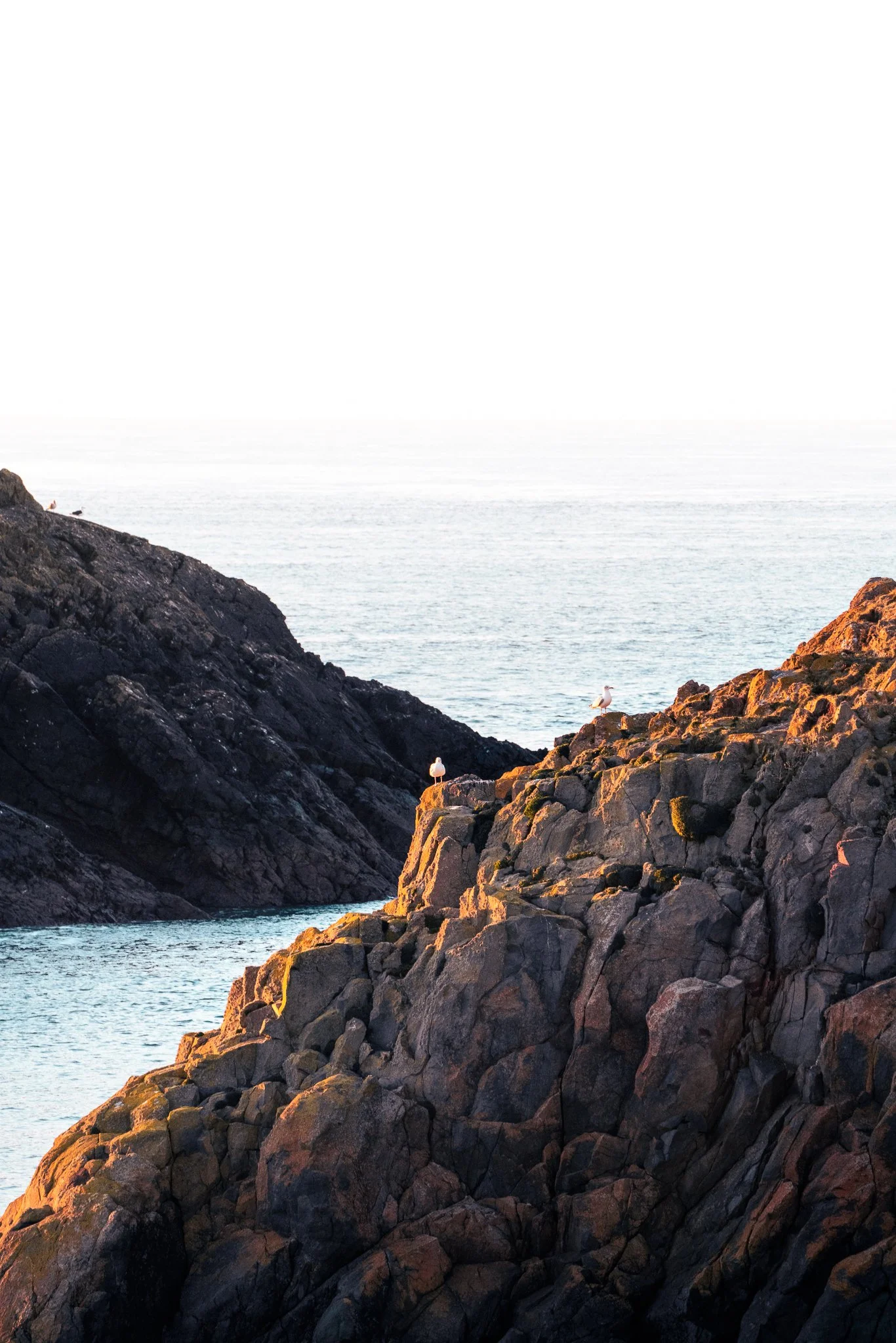 Rocky coastline with seagulls perched on the rocks, overlooking calm ocean water during sunset.