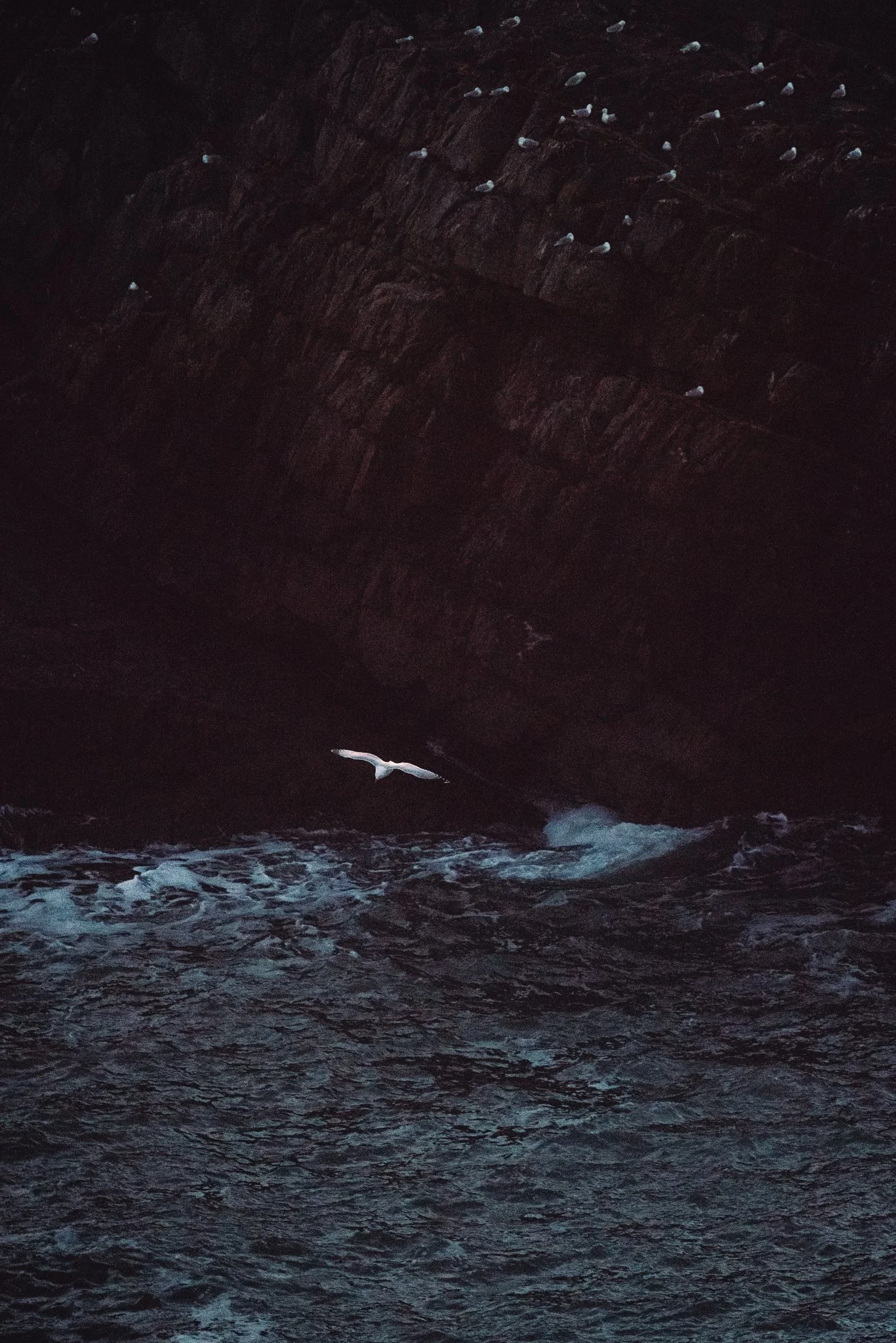 Seagull flying over dark ocean waves near a rocky cliff at night.