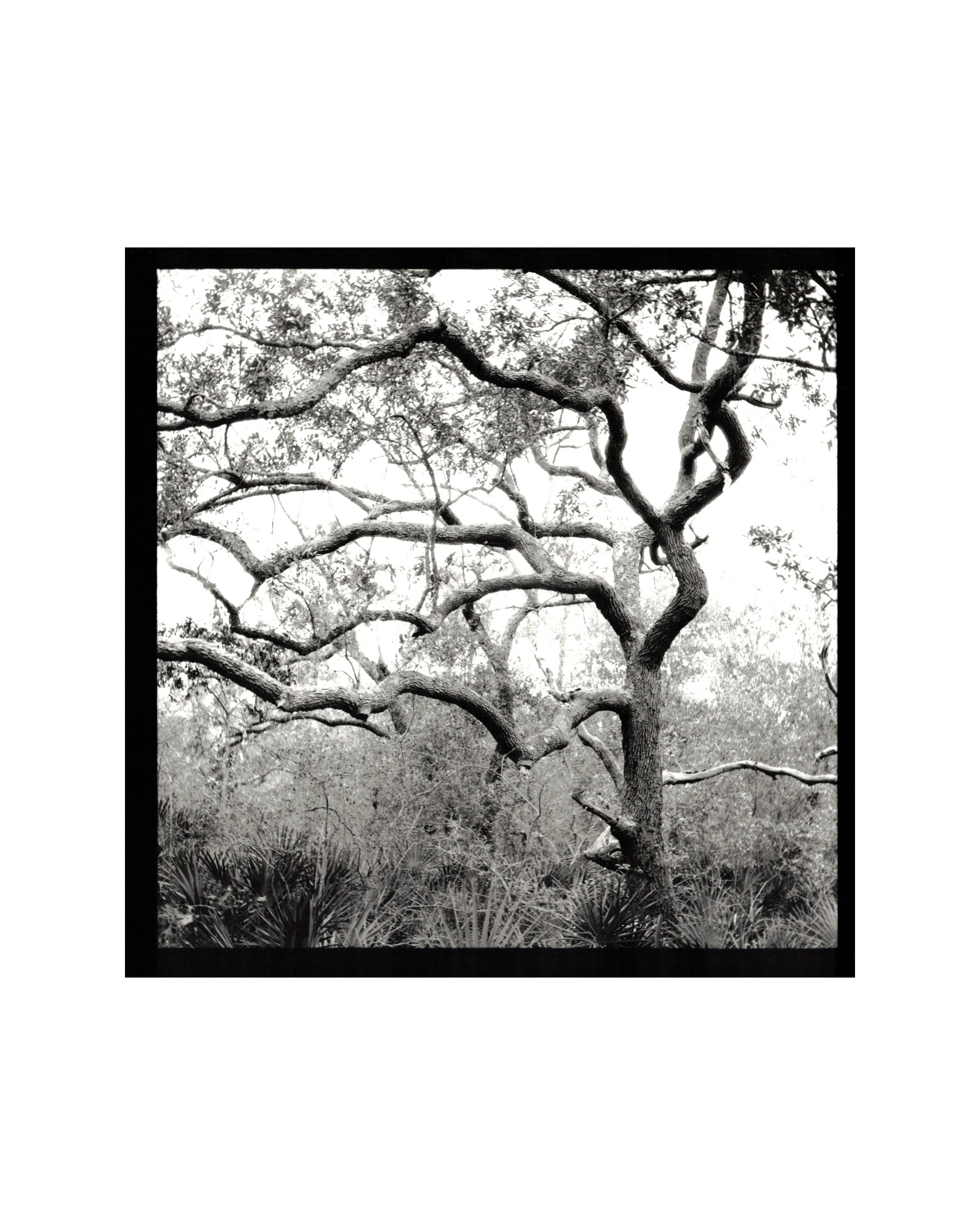 Black and white photograph of a gnarled, leafless tree with sprawling branches, surrounded by dense foliage.