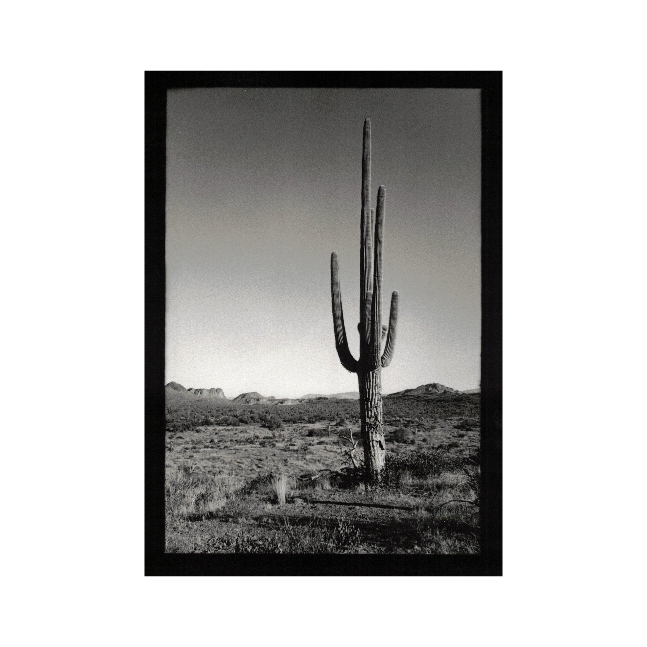 A black-and-white photograph of a large saguaro cactus standing in a desert landscape with hills in the background.