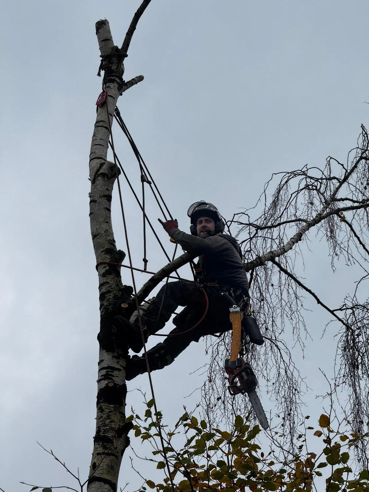 Ein Baumarbeiter klettert in einen Baum und arbeitet an den Ästen, während er mit Kletterausrüstung gesichert ist.