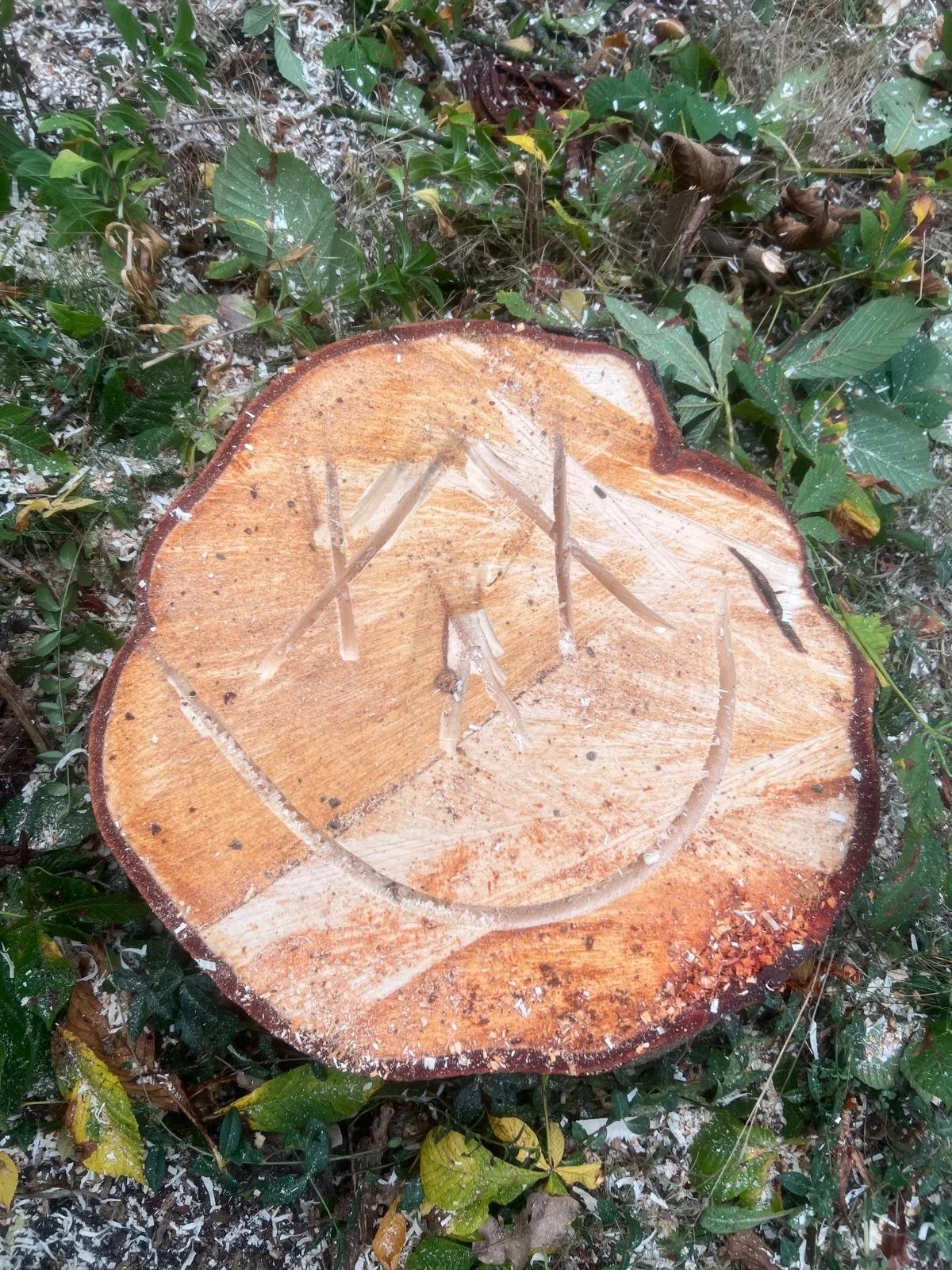 Baumstumpf mit einem aufgeschnittenen Bereich, darin sind die Buchstaben 'A' und 'U' eingraviert.