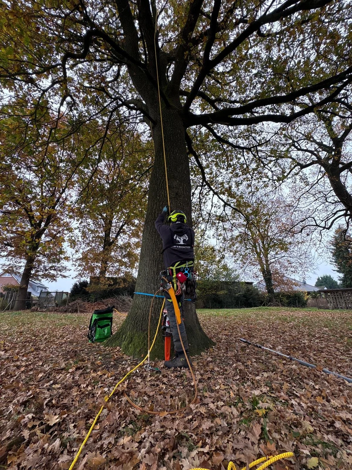 Baumarbeiter klettert an einem Baum mit Seilsicherung und Kletterausrüstung im Herbst. Laub liegt am Boden.
