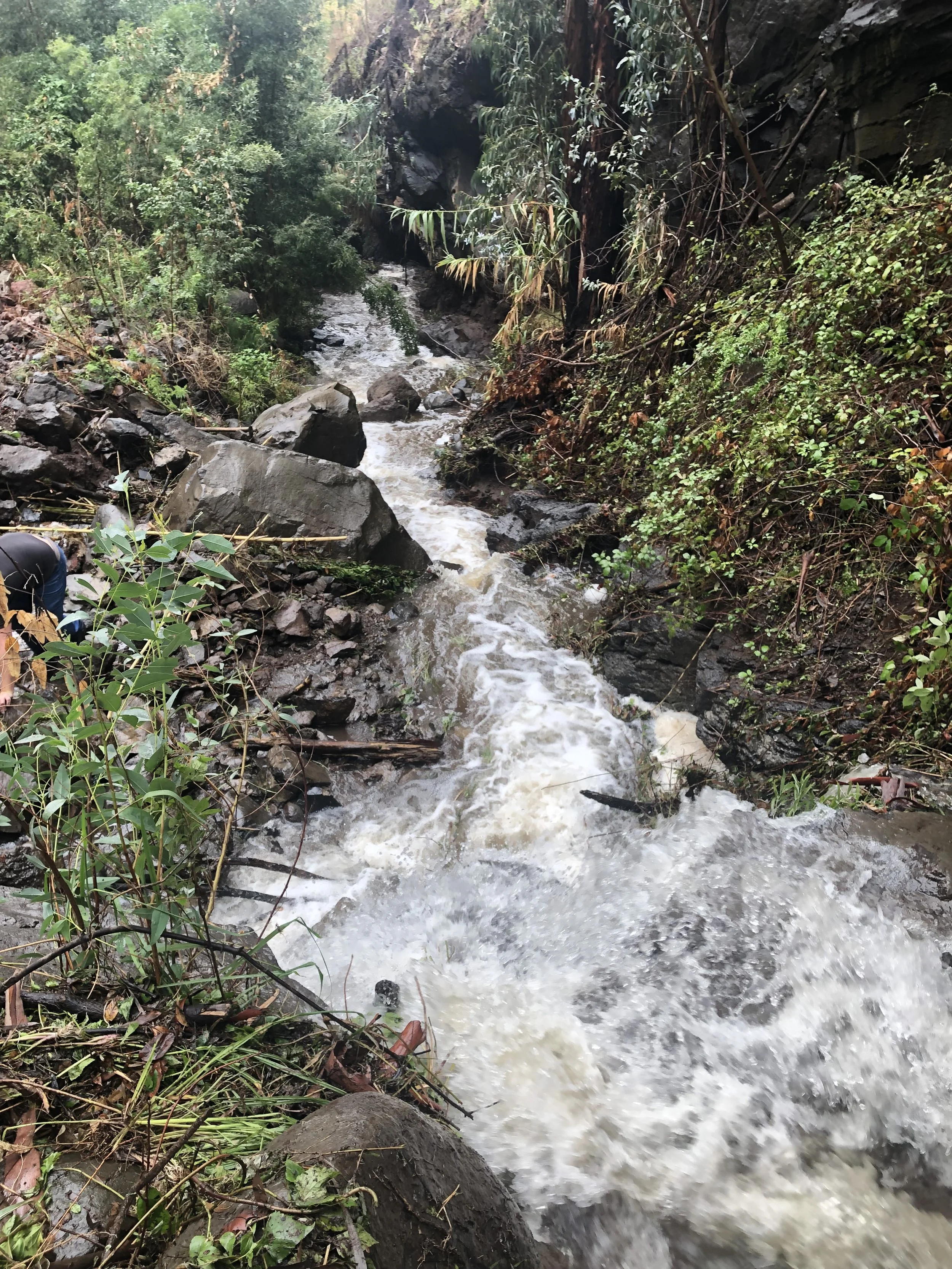 Rapid mountain stream flowing through a rocky and forested canyon with green vegetation and dark wet rocks.