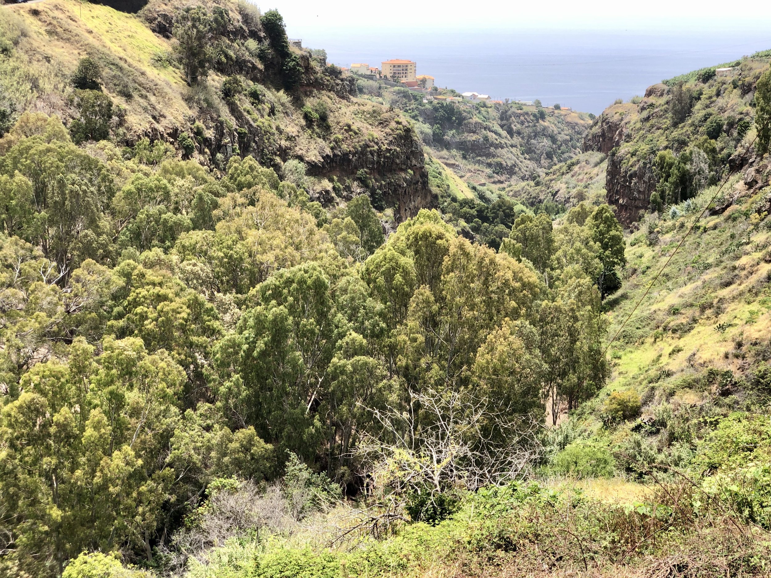 Lush green trees in a deep canyon with cliffs on either side, and buildings visible in the distance near the top of the canyon. The ocean is visible in the background.