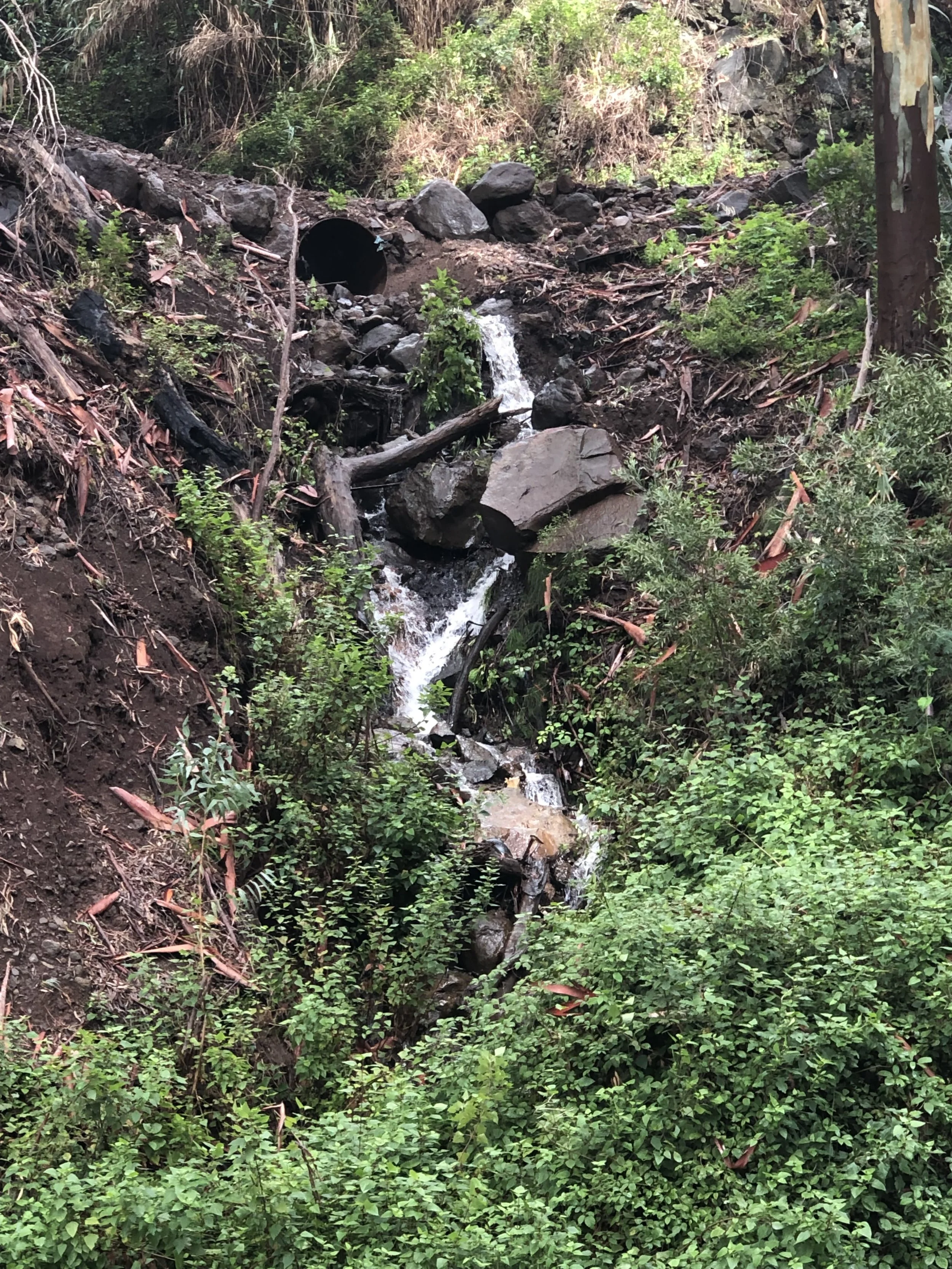 A small waterfall flowing through a dense, rocky forest with trees and green shrubs surrounding it.
