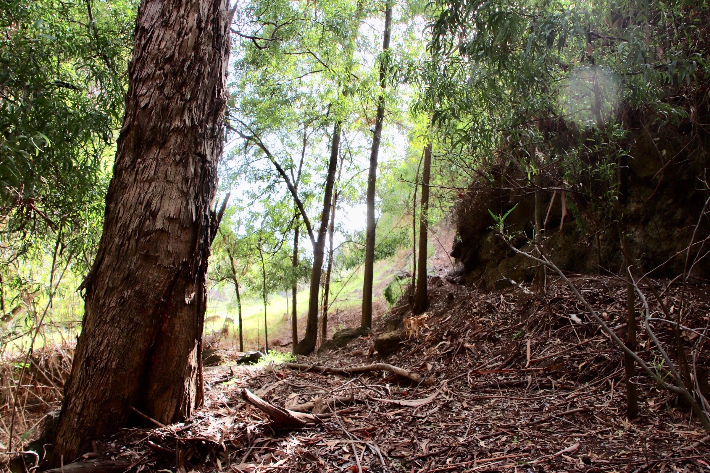 A forest scene with tall trees, a dirt ground covered in leaves and twigs, and sunlight filtering through the green foliage.